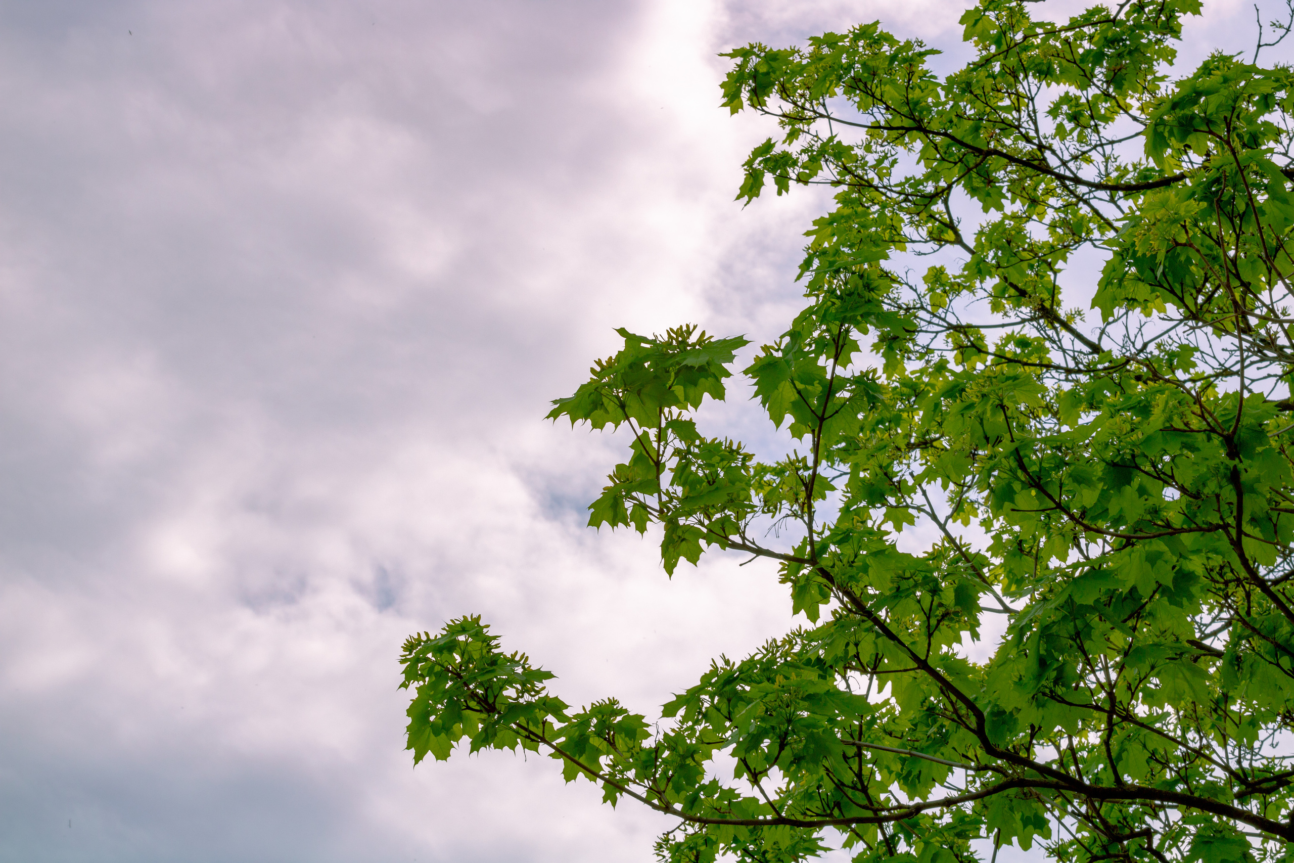 Viadukti ümbrus (2020 a.). Nebula 25 — Fotod teie hingele