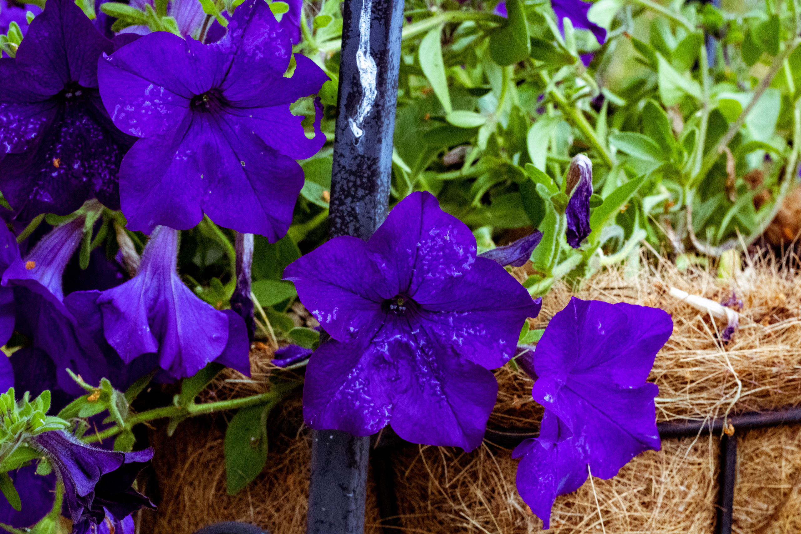 Peipsi järv (lilled). Nebula 25 — Fotod teie hingele