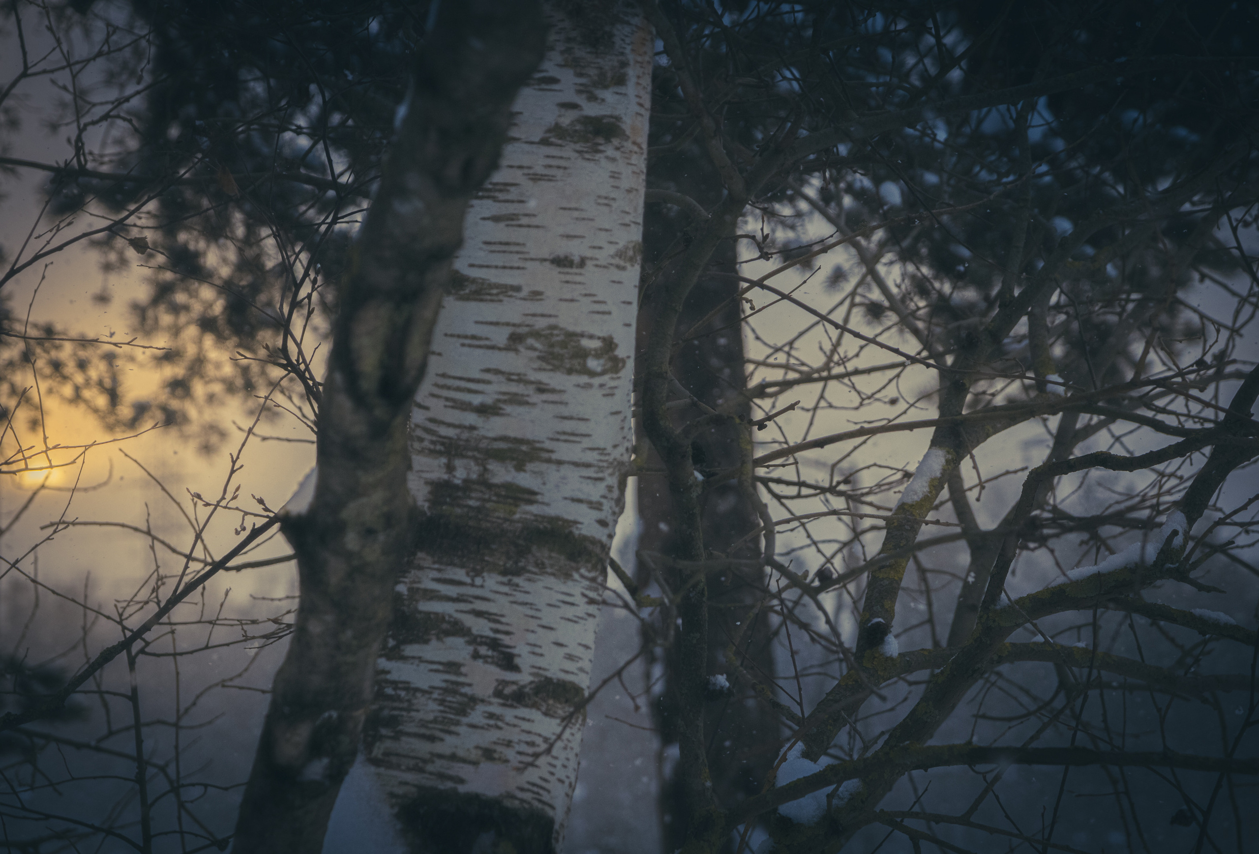 Talvine mets (2021 a.). Nebula 25 — Fotod teie hingele