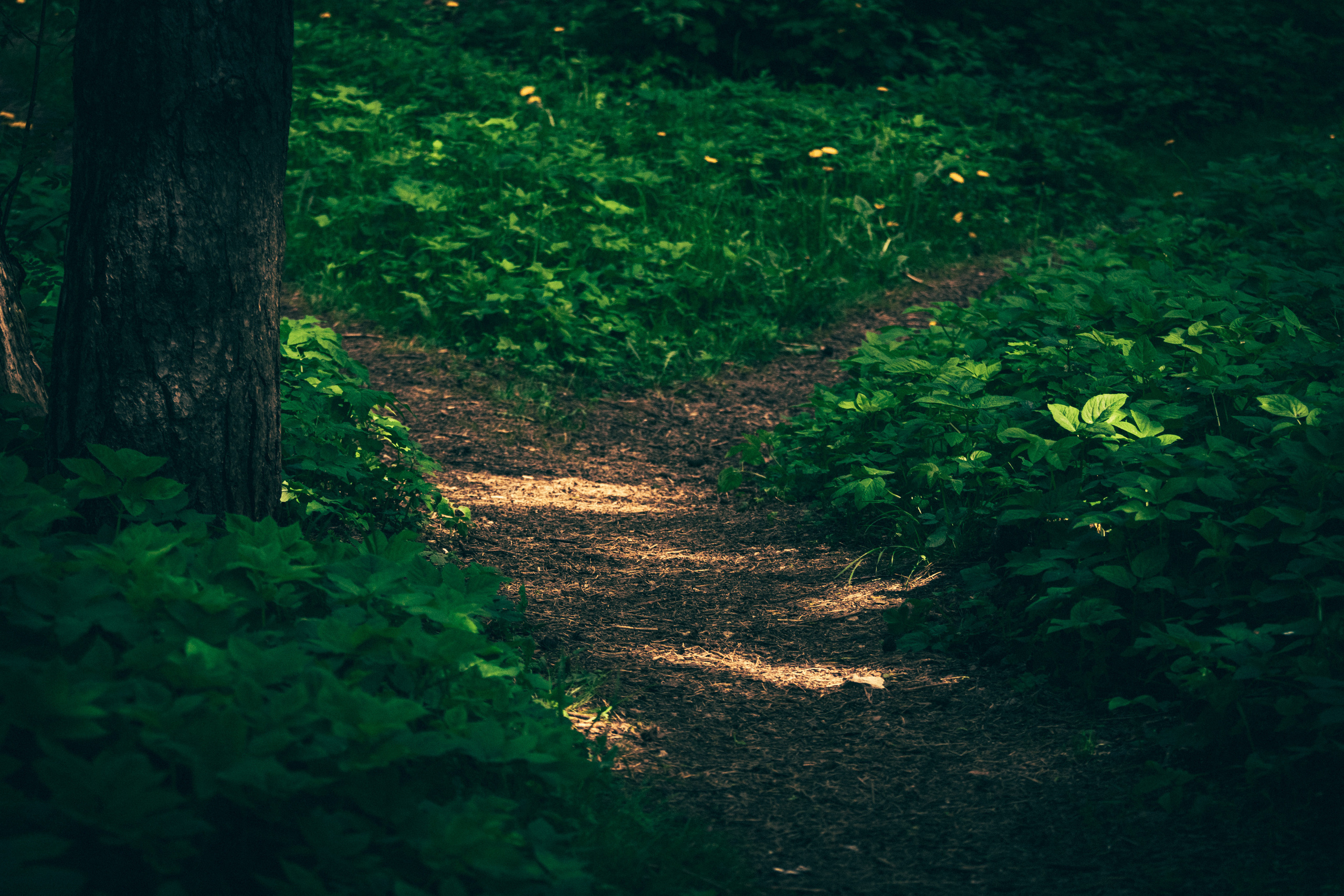 Värvide ja lillede ilu. Nebula 25 — Fotod teie hingele