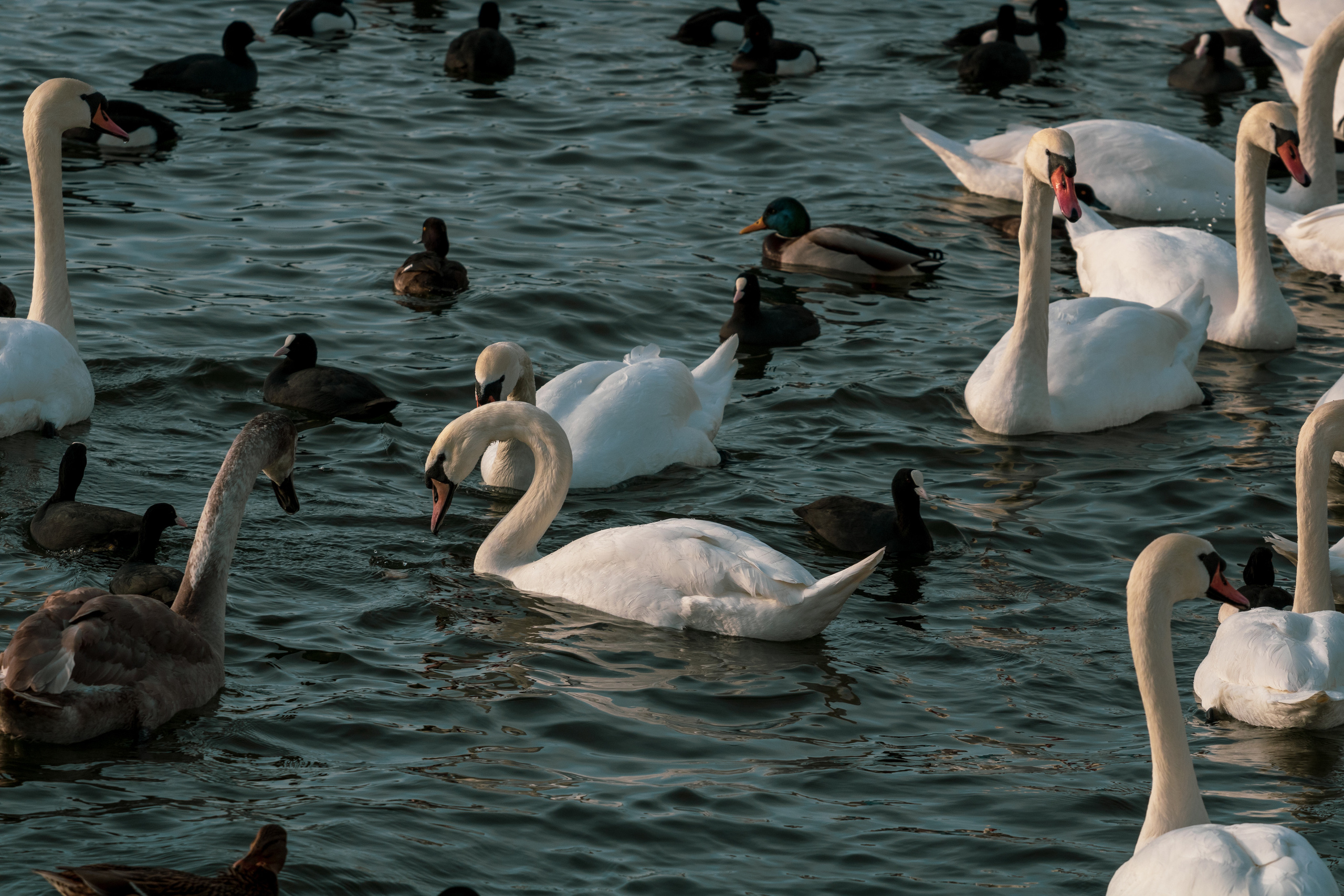 Rootsi reis. Nebula 25 — Fotod teie hingele