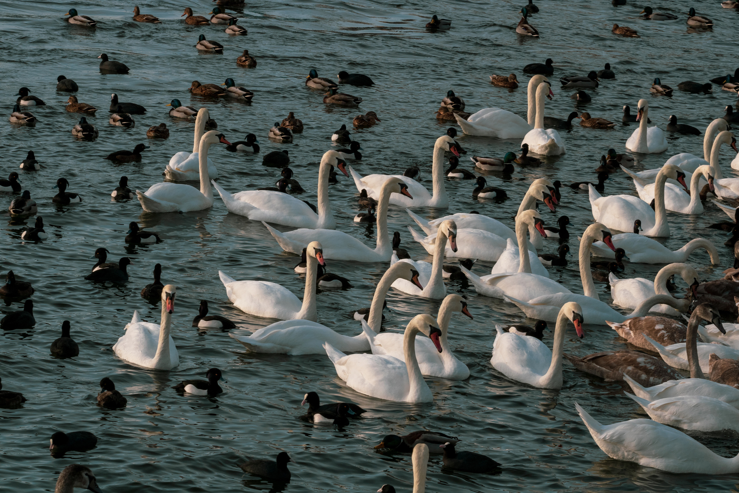 Rootsi reis. Nebula 25 — Fotod teie hingele