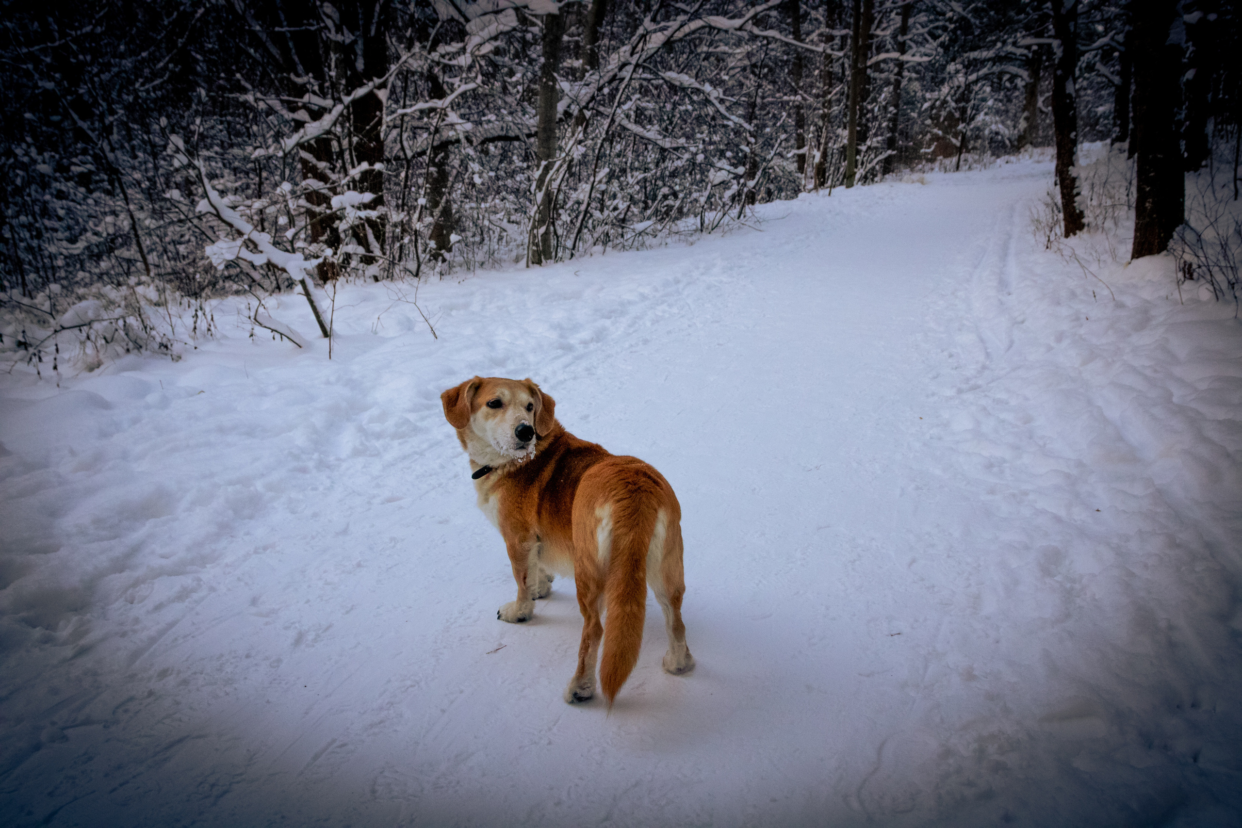 Talvine mets (2021 a.). Nebula 25 — Fotod teie hingele