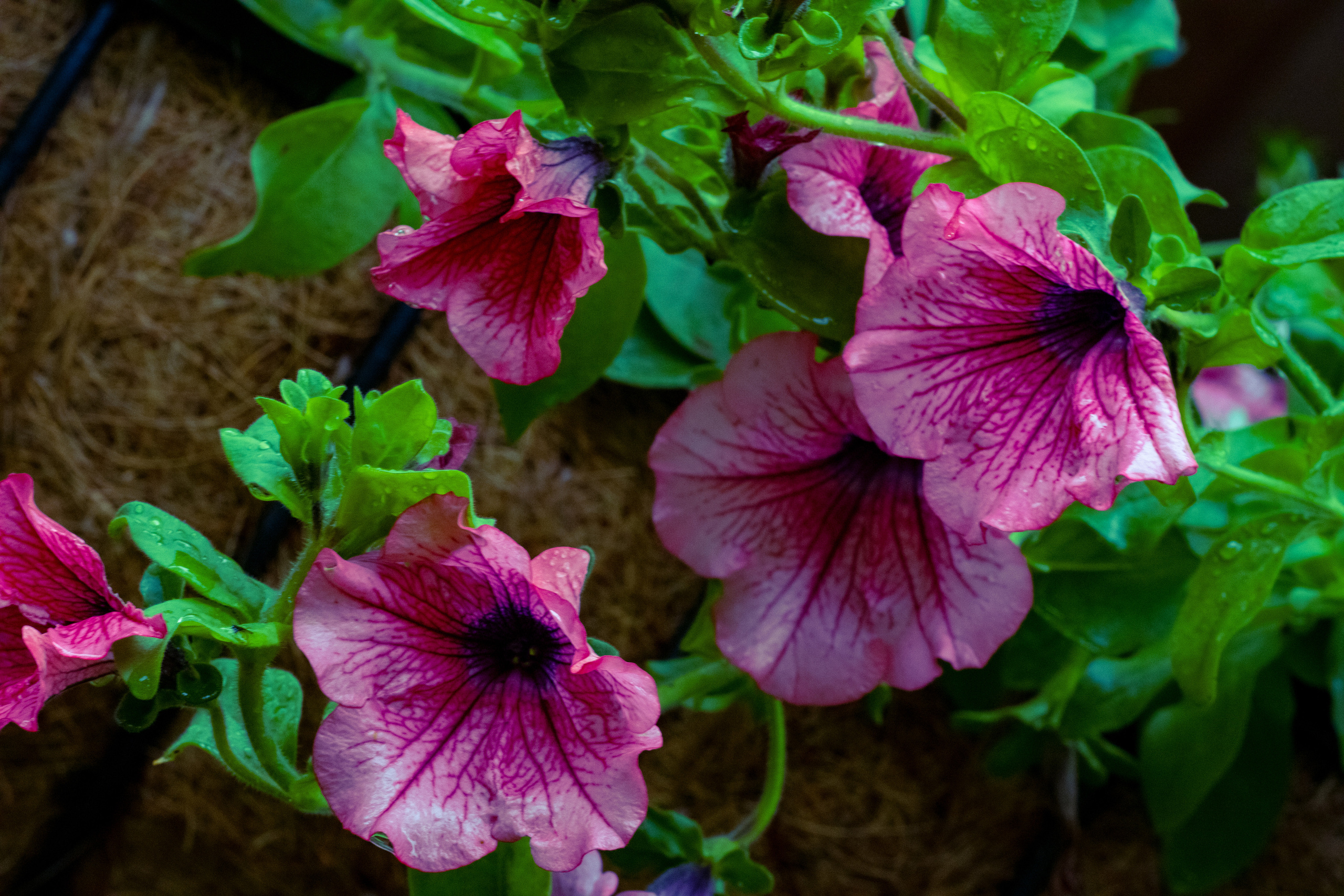 Peipsi järv (lilled). Nebula 25 — Fotod teie hingele