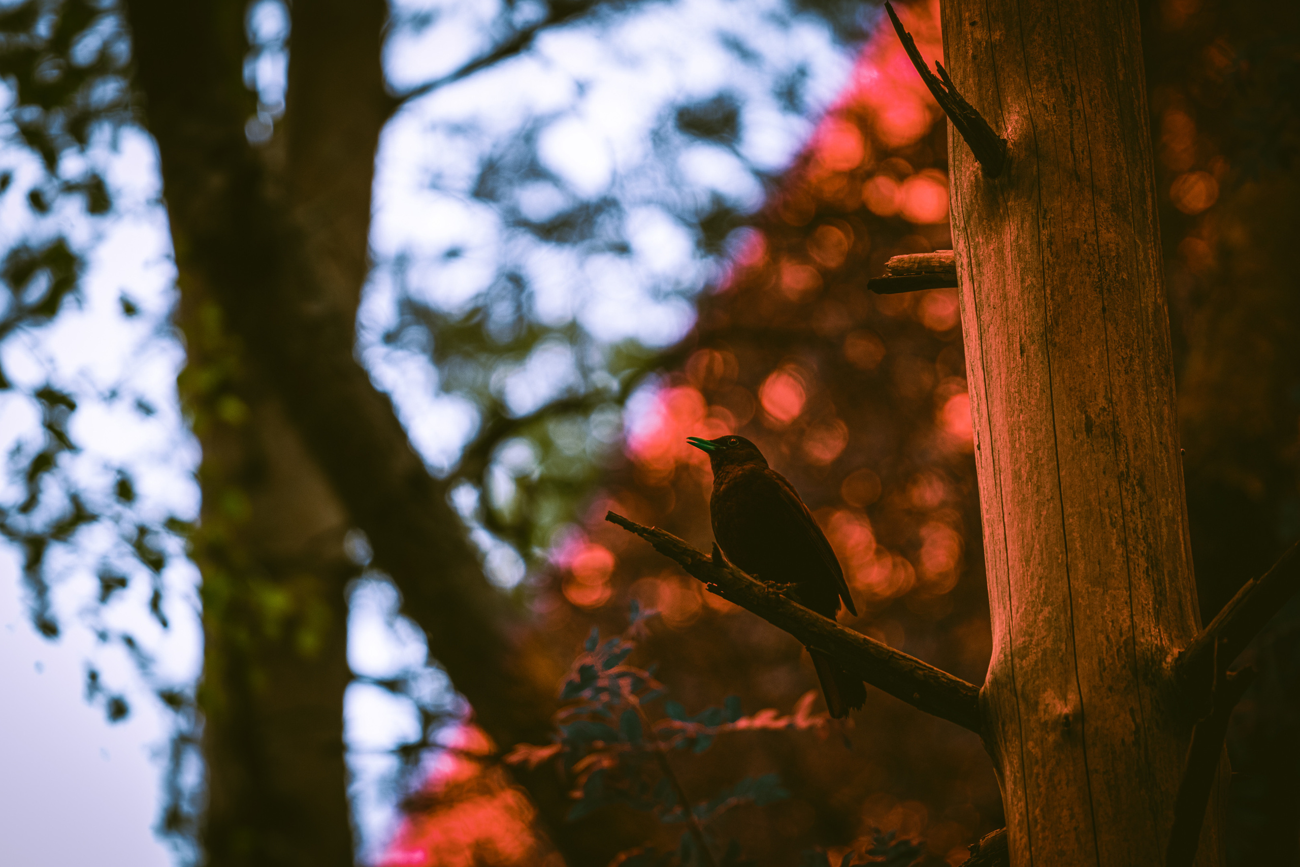 Värvide ja lillede ilu. Nebula 25 — Fotod teie hingele