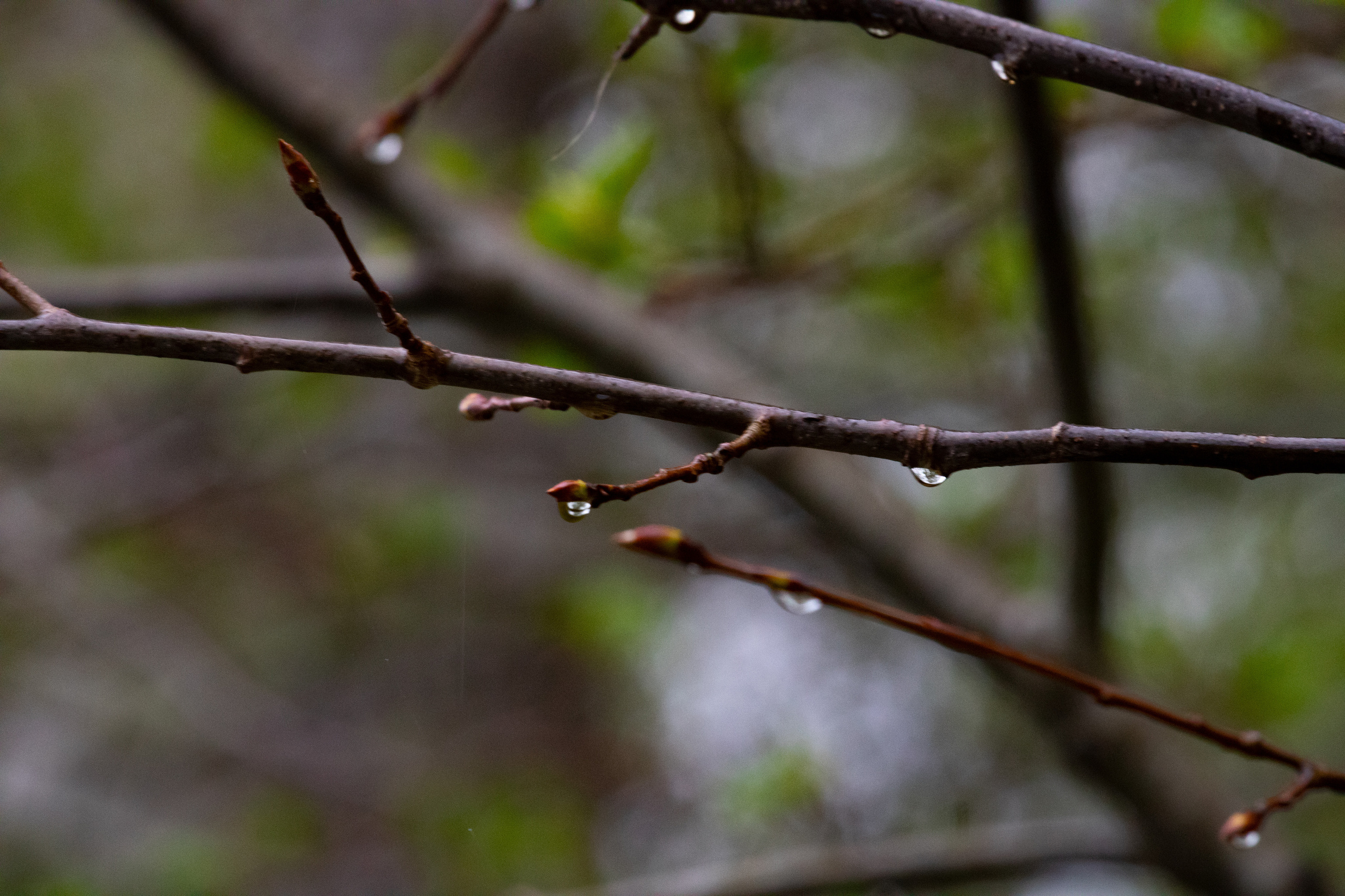 Möldre tee. Nebula 25 — Fotod teie hingele