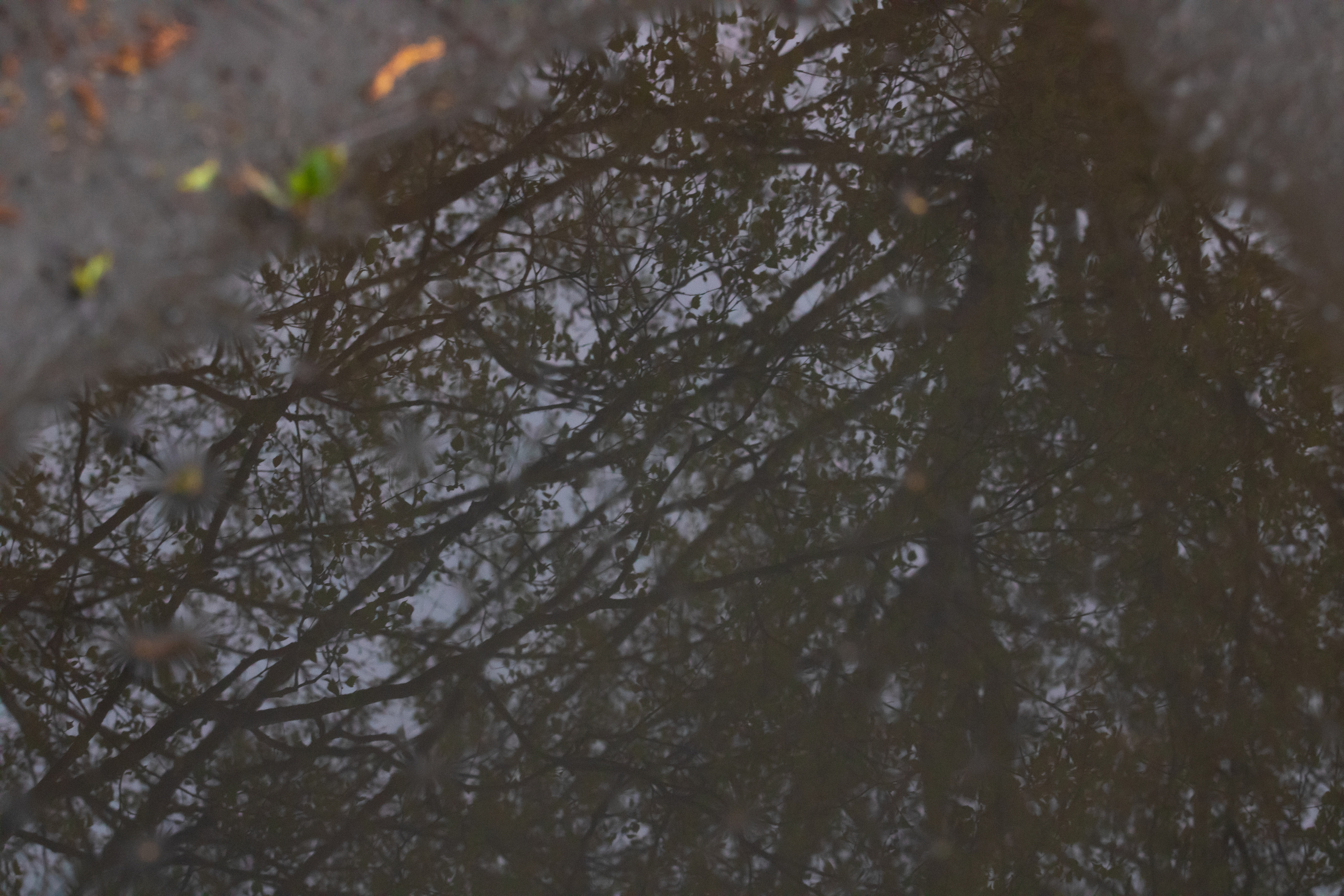 Möldre tee. Nebula 25 — Fotod teie hingele