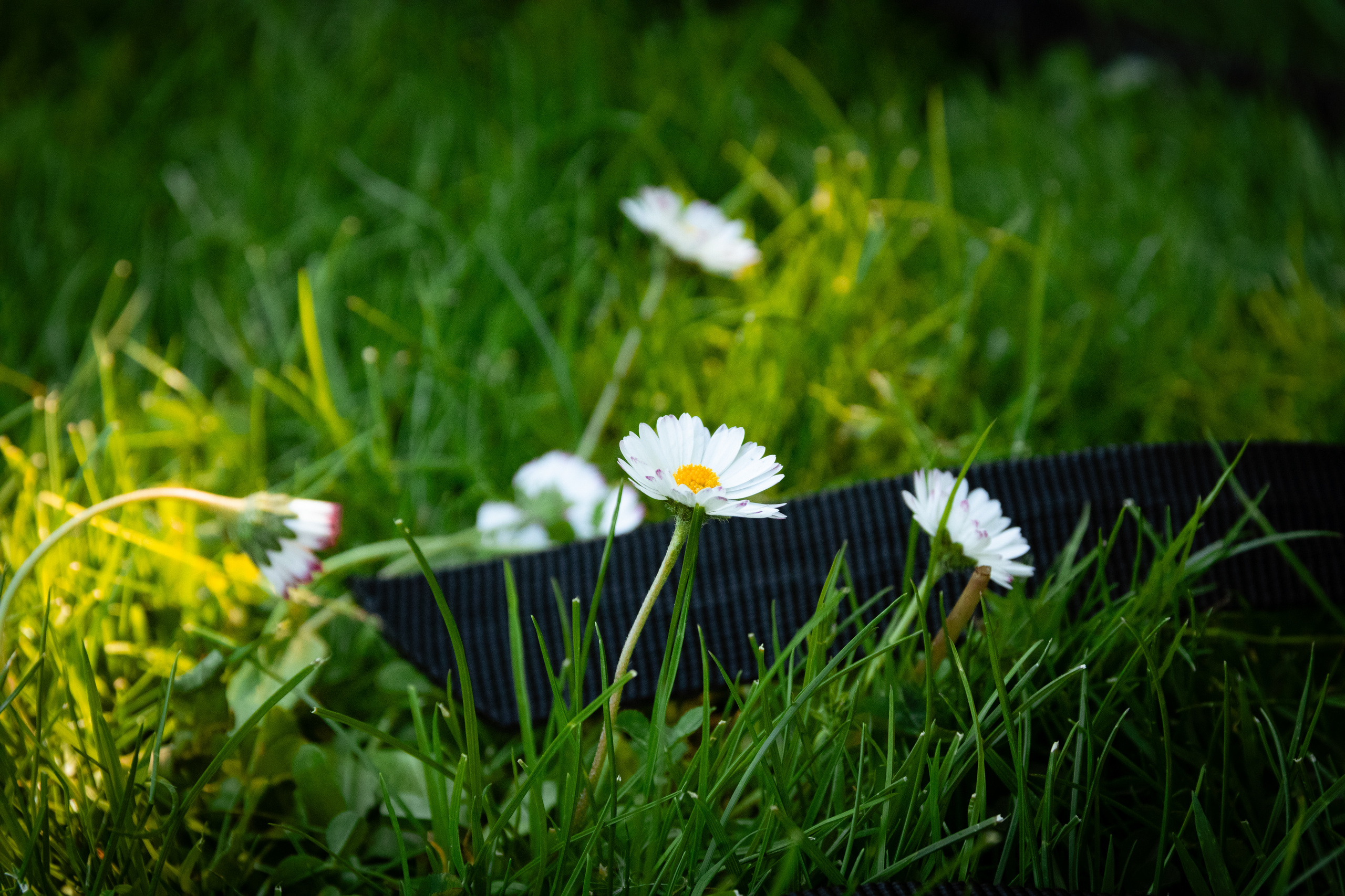 Sünnipäev (Saule). Nebula 25 — Fotod teie hingele