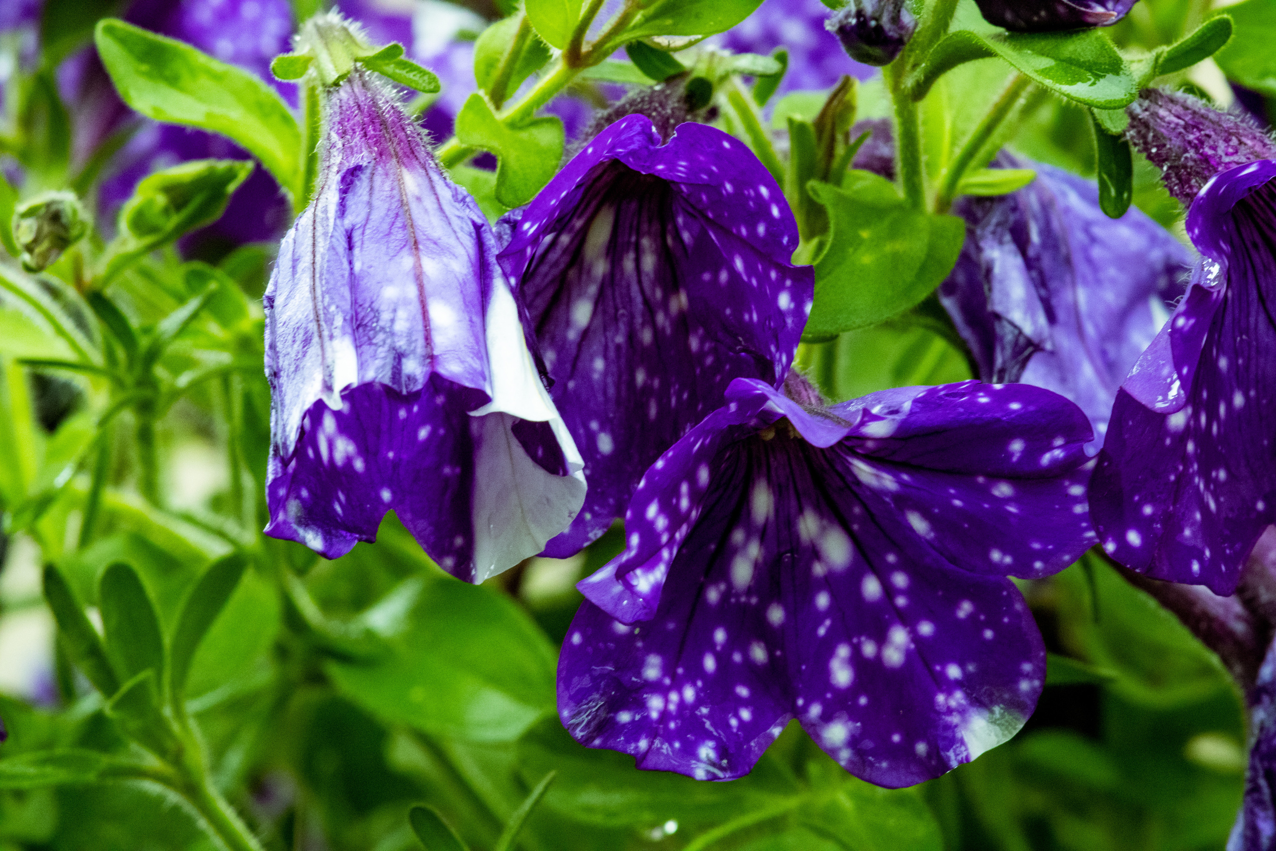 Peipsi järv (lilled). Nebula 25 — Fotod teie hingele