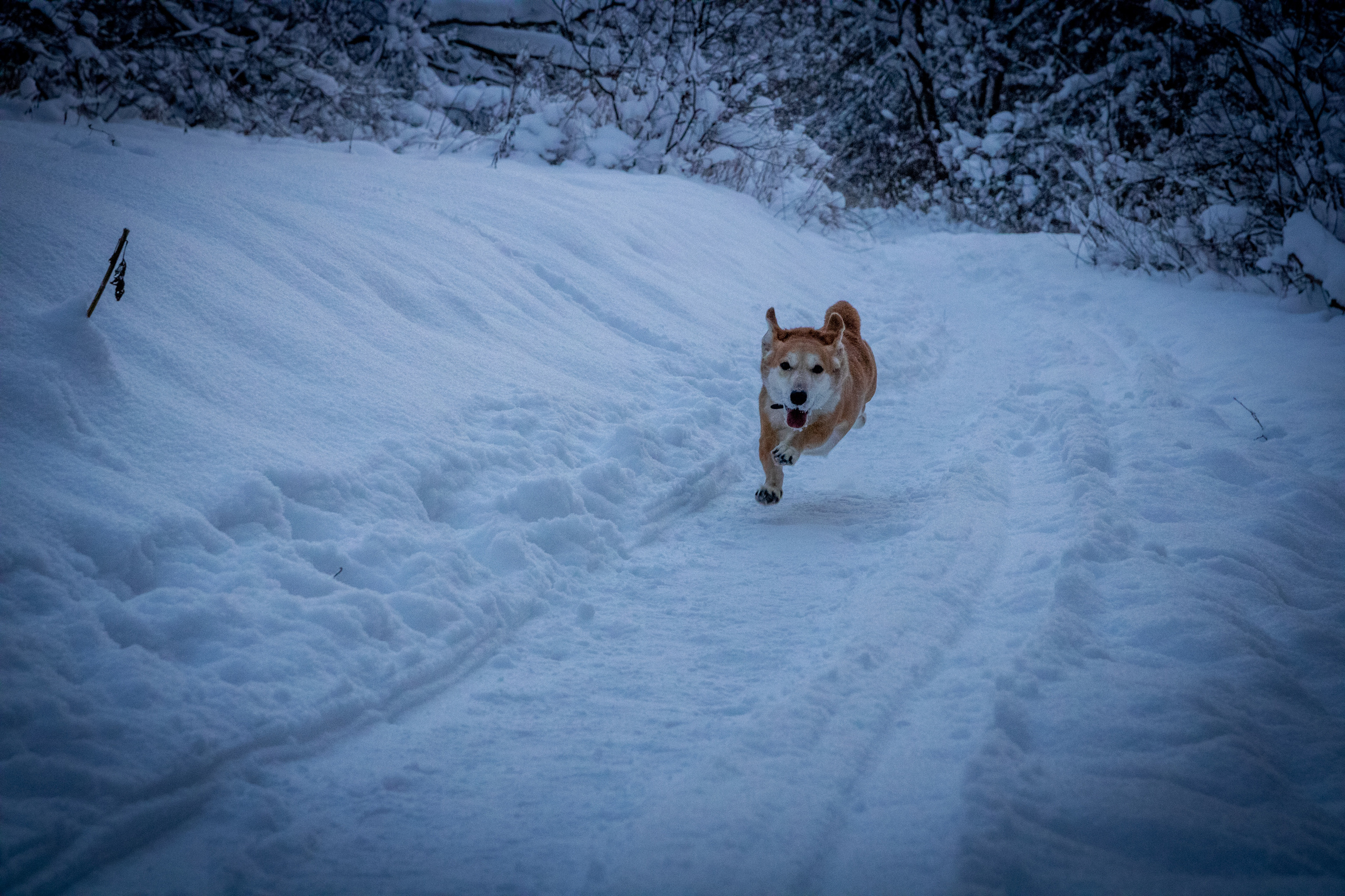 Talvine mets (2021 a.). Nebula 25 — Fotod teie hingele