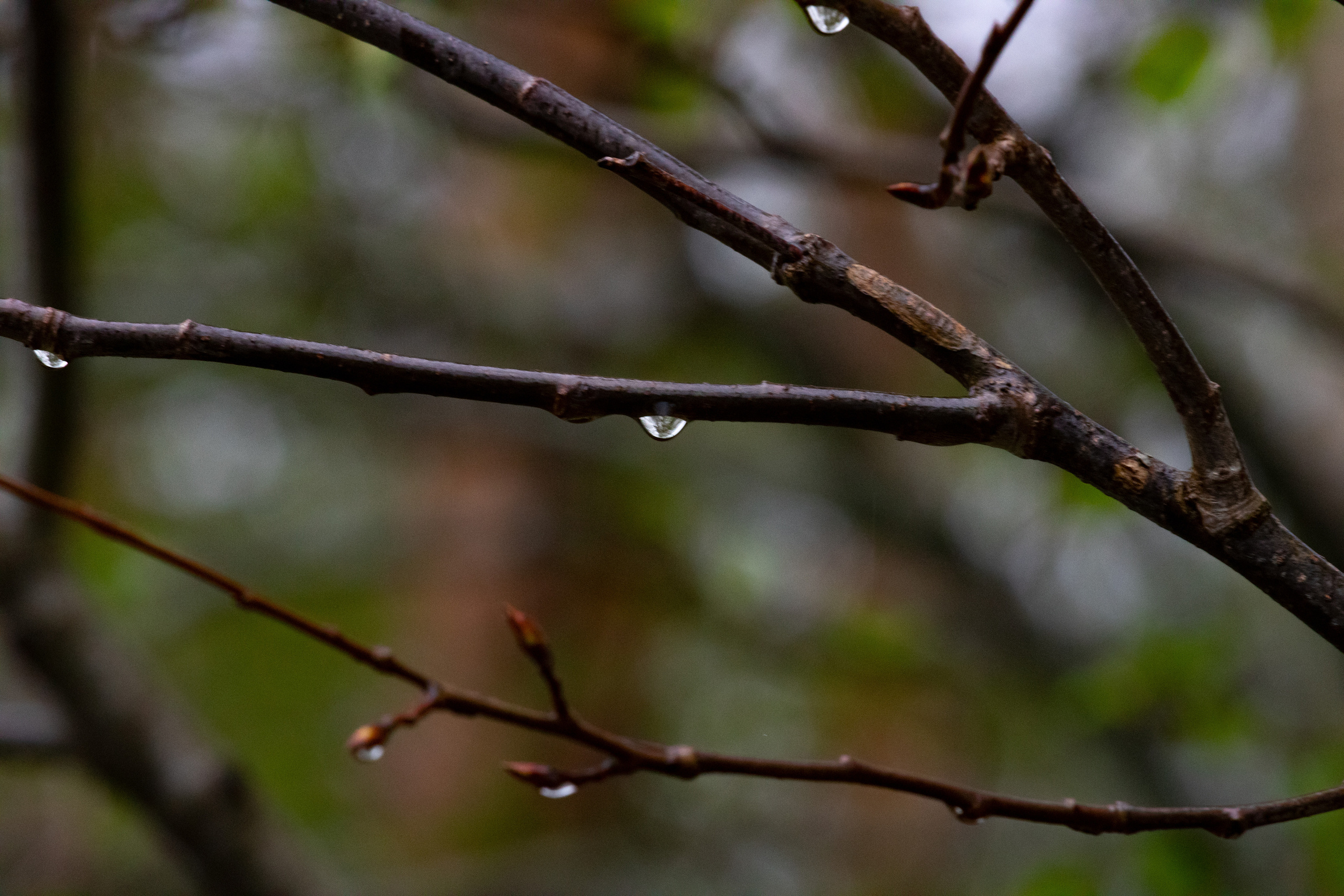 Möldre tee. Nebula 25 — Fotod teie hingele