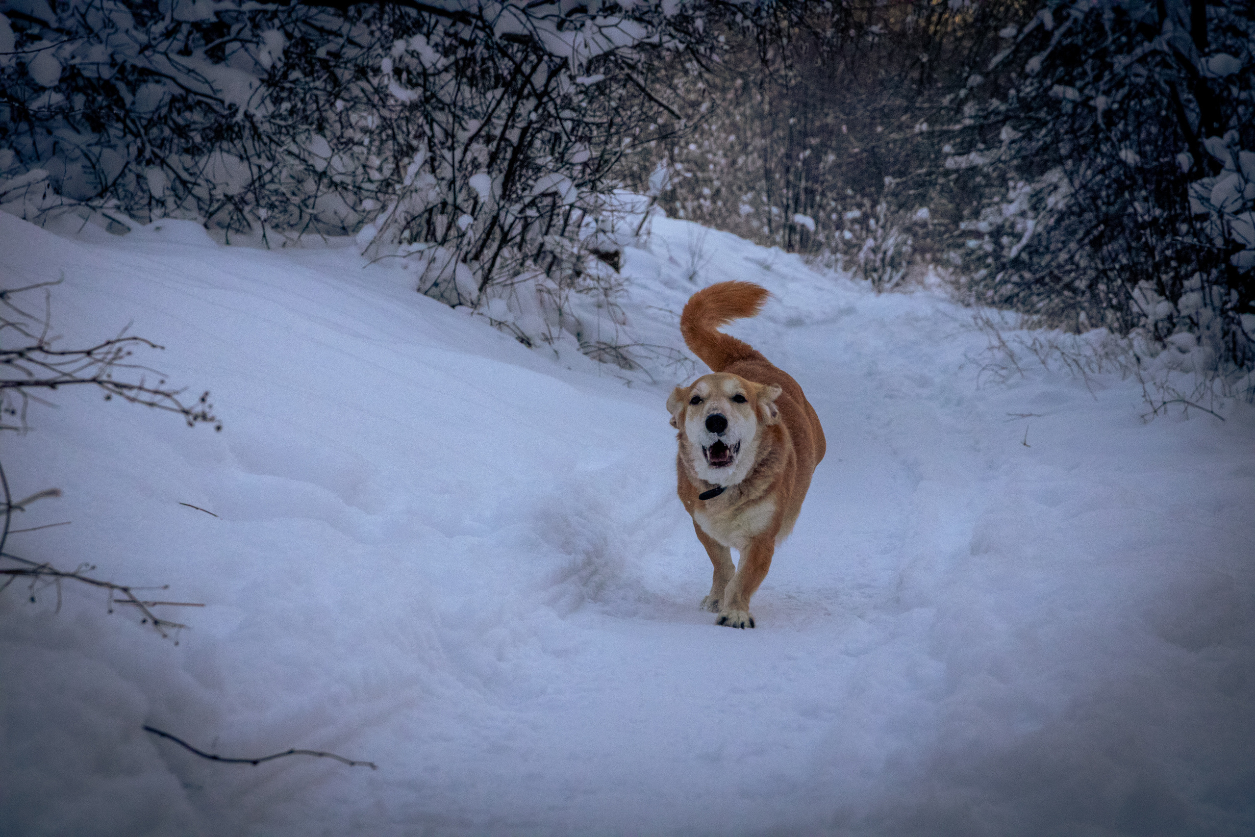 Talvine mets (2021 a.). Nebula 25 — Fotod teie hingele