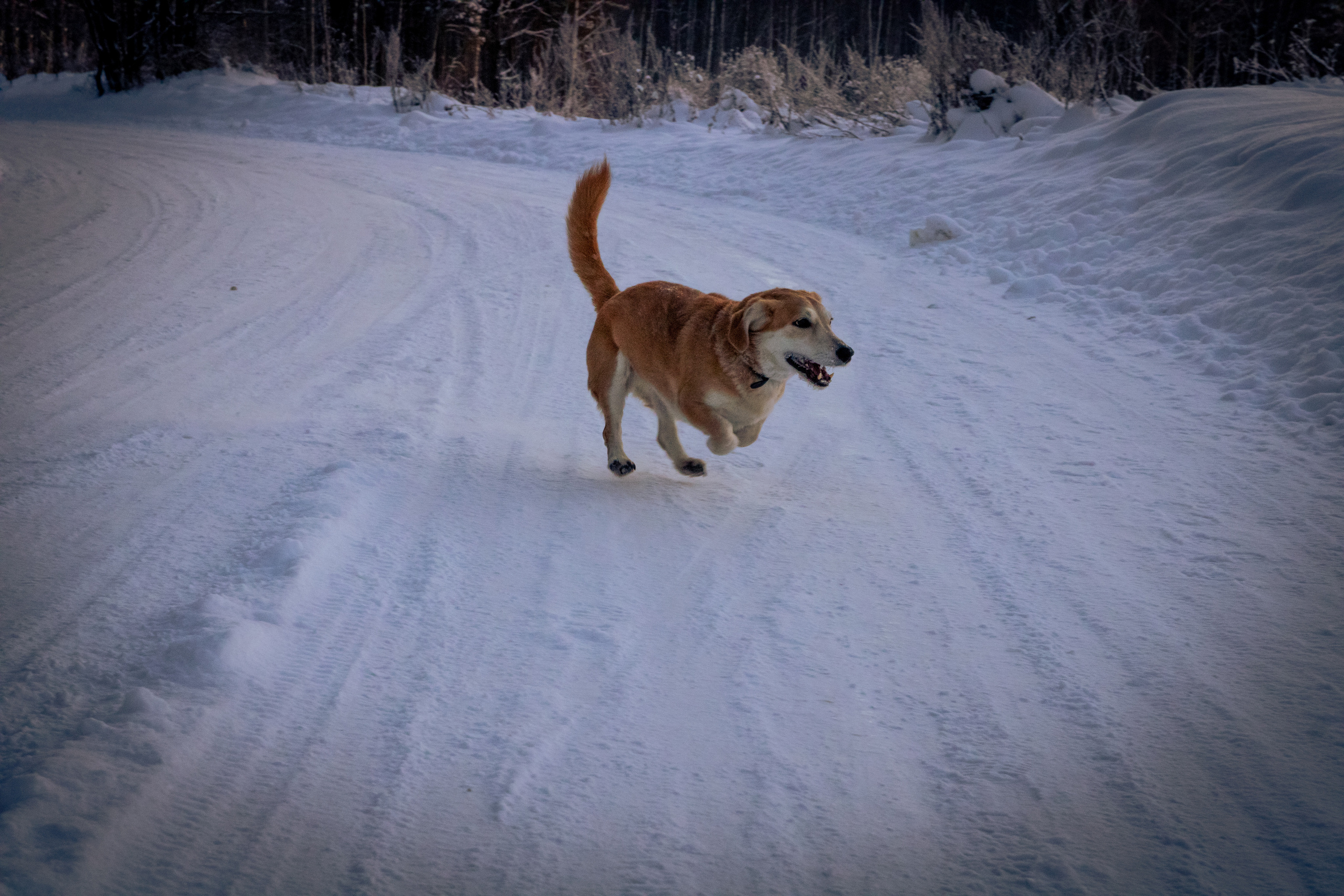 Talvine mets (2021 a.). Nebula 25 — Fotod teie hingele