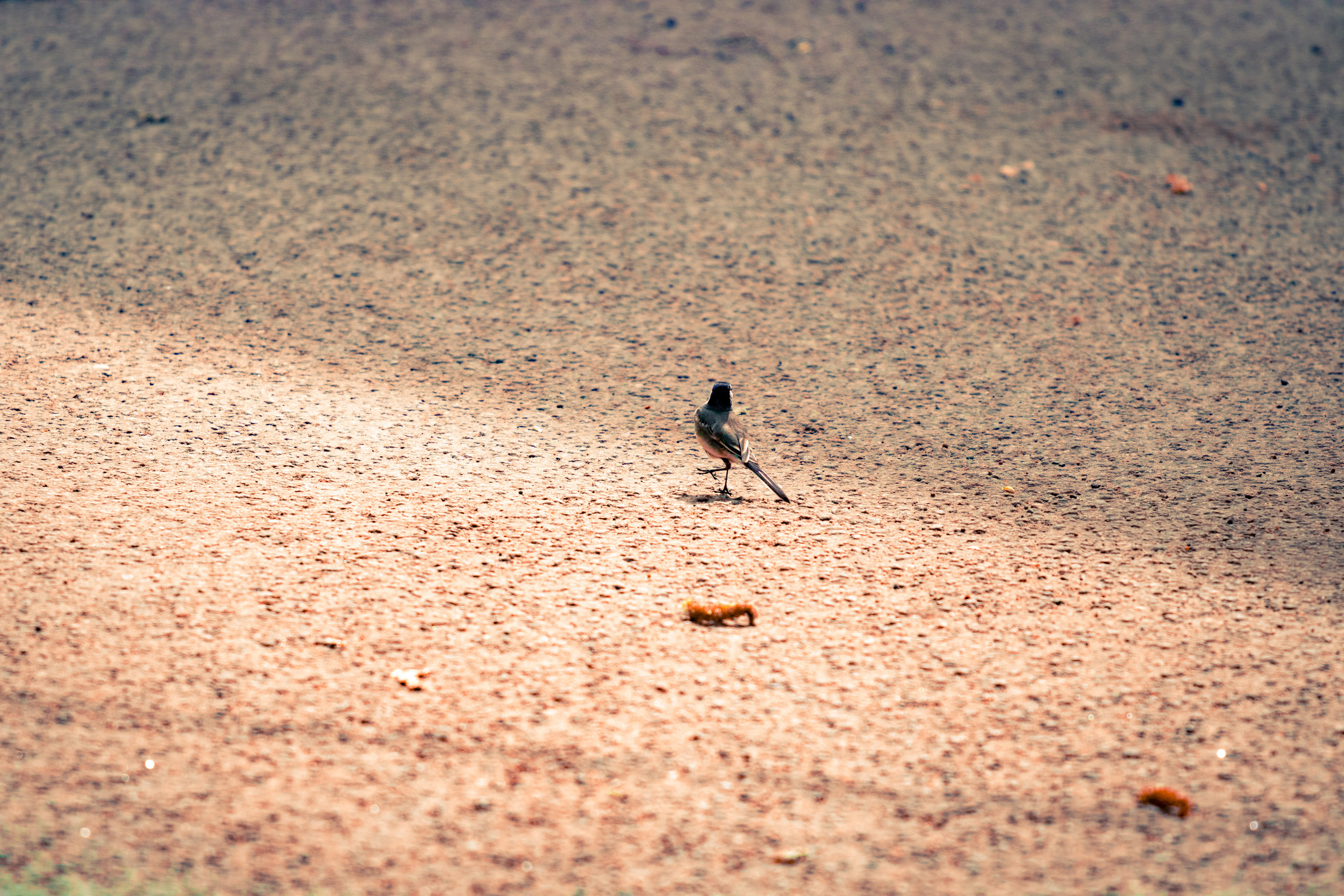 Värvide ja lillede ilu. Nebula 25 — Fotod teie hingele