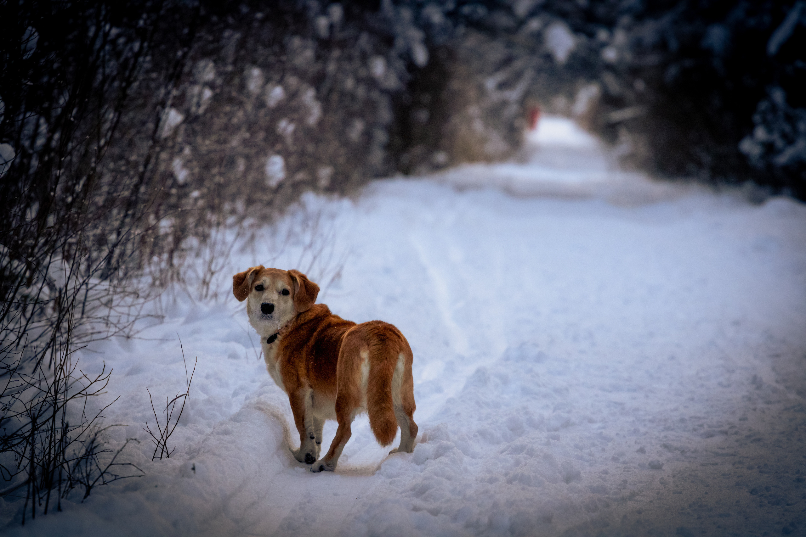 Talvine mets (2021 a.). Nebula 25 — Fotod teie hingele