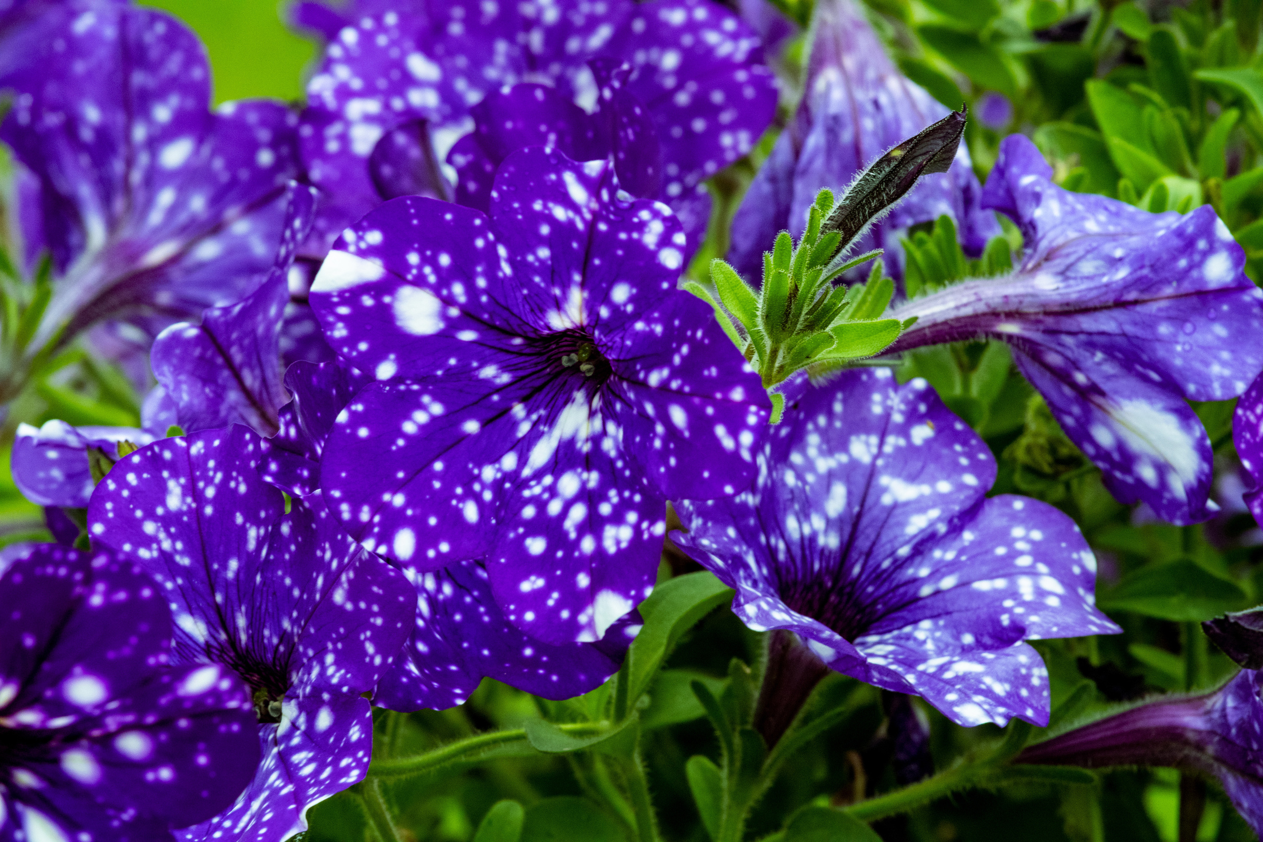 Peipsi järv (lilled). Nebula 25 — Fotod teie hingele