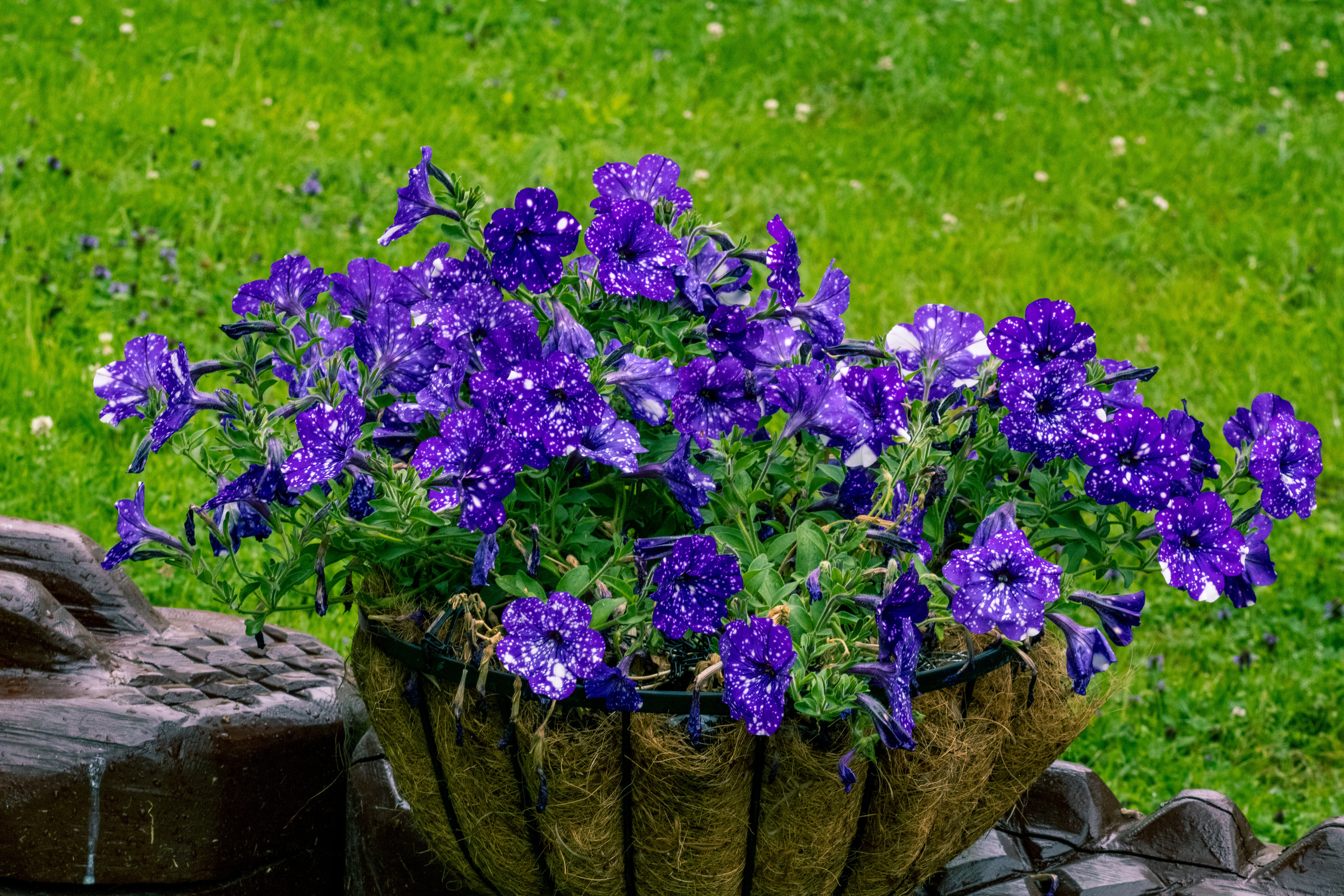 Peipsi järv (lilled). Nebula 25 — Fotod teie hingele
