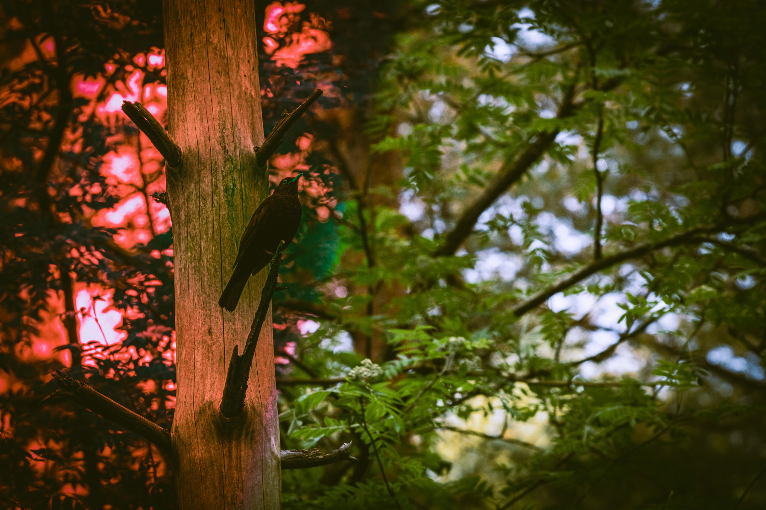 Värvide ja lillede ilu. Nebula 25 — Fotod teie hingele