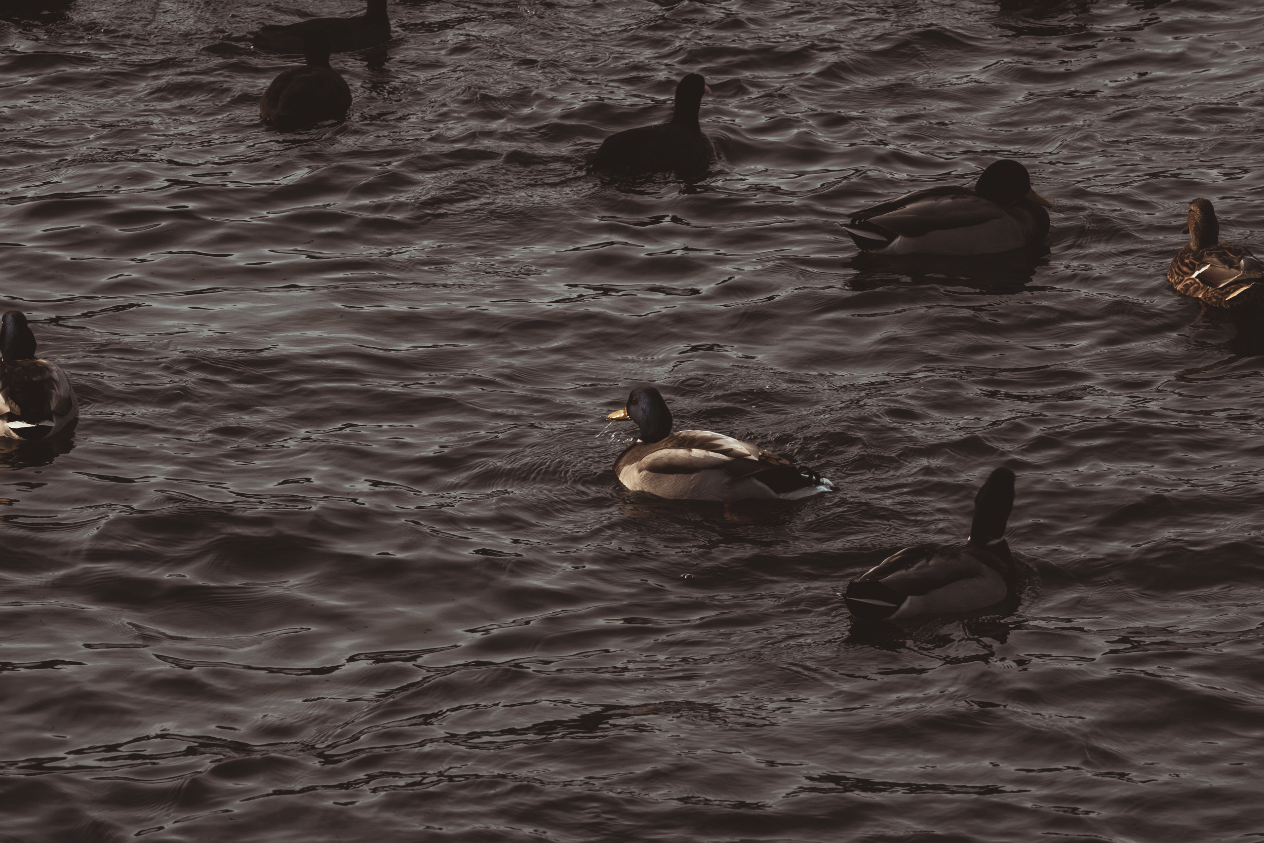 Rootsi reis. Nebula 25 — Fotod teie hingele