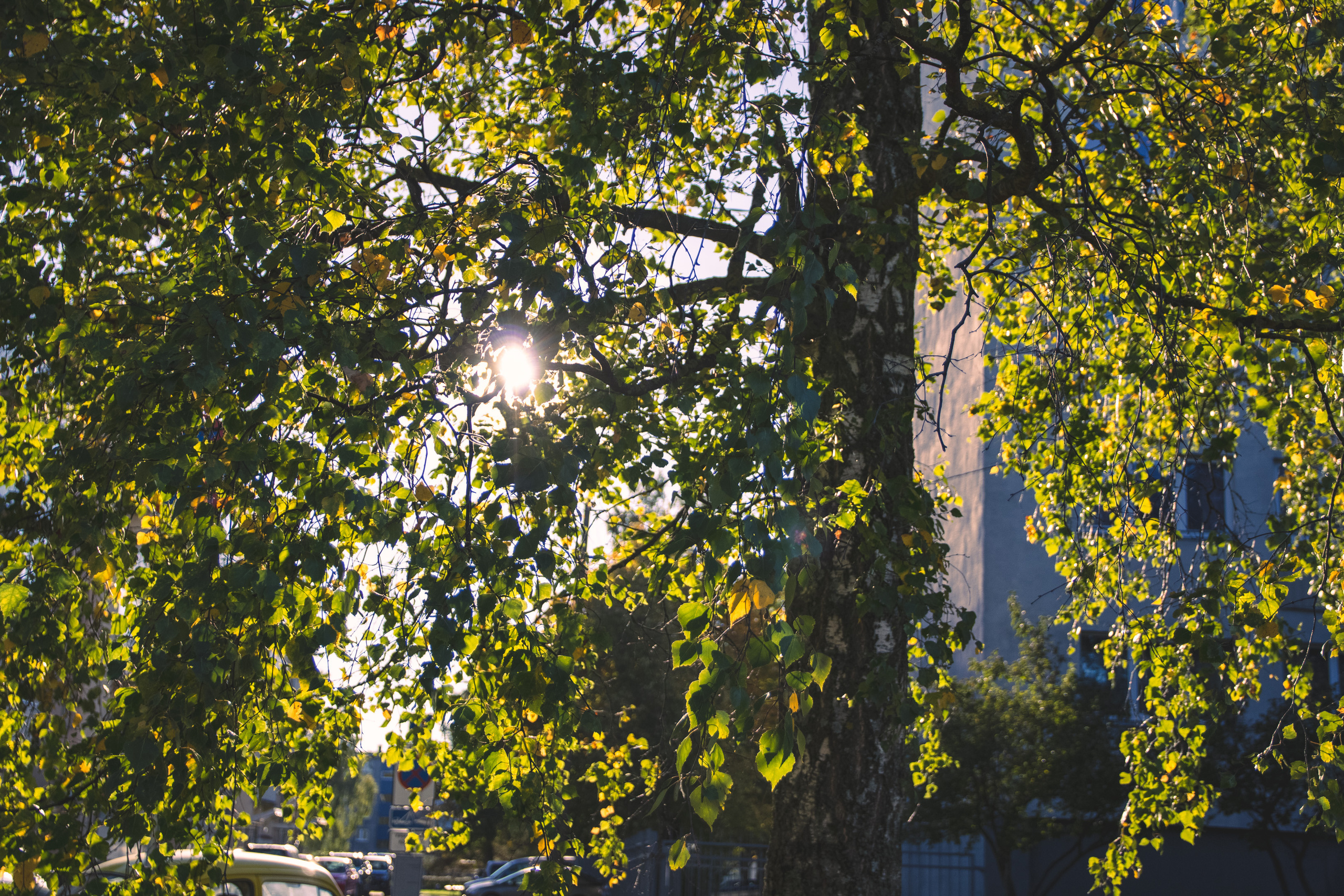 Tsoon „Stalker“ ja Volkswagen Beetle. Nebula 25 — Fotod teie hingele