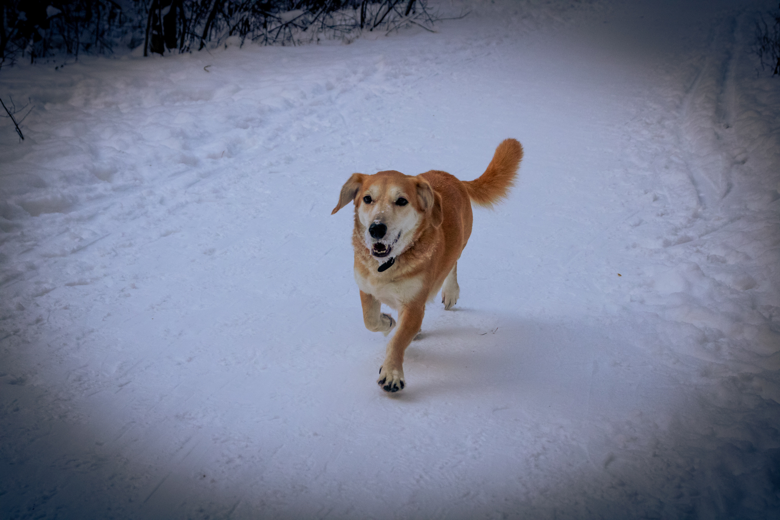 Talvine mets (2021 a.). Nebula 25 — Fotod teie hingele