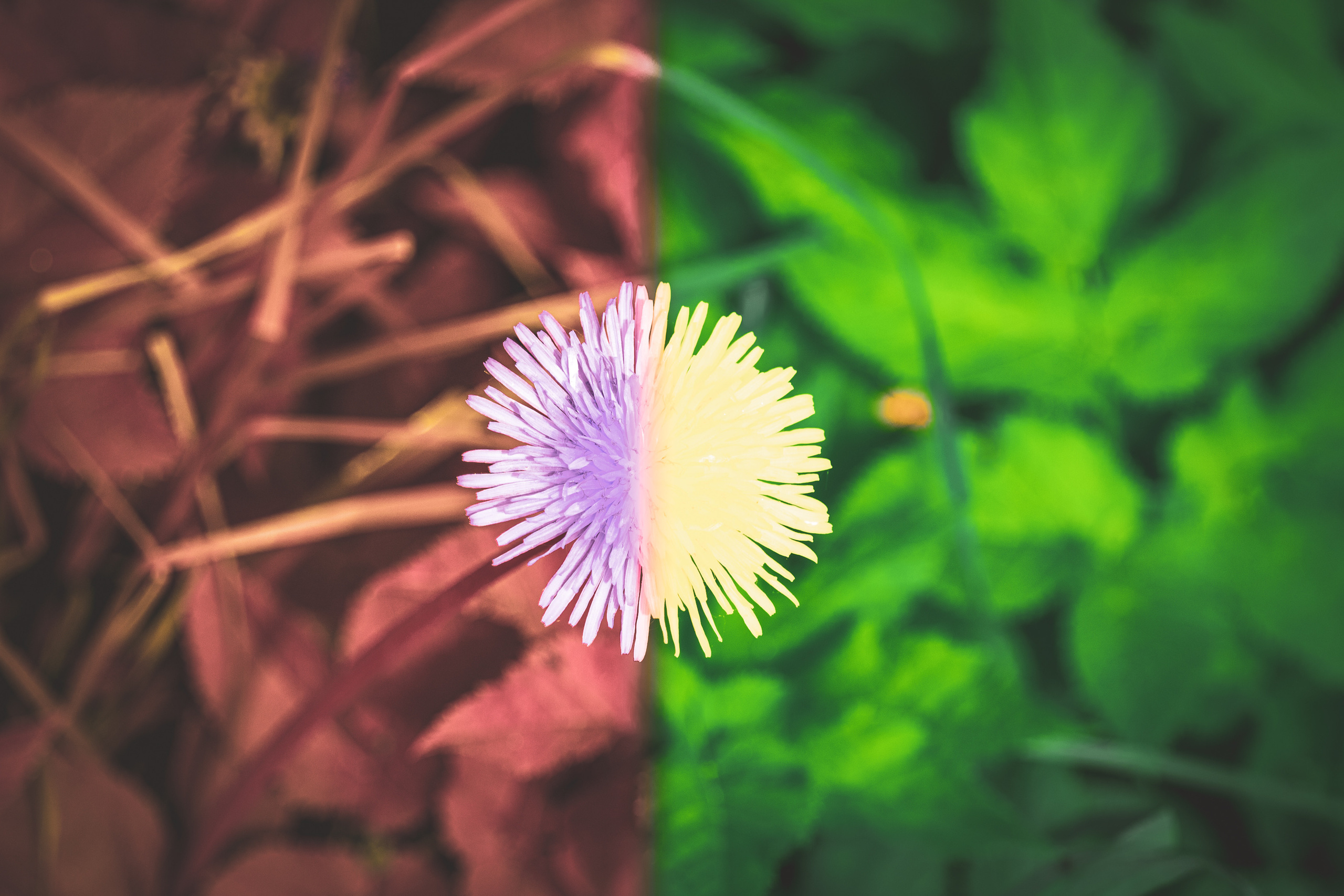 Värvide ja lillede ilu. Nebula 25 — Fotod teie hingele