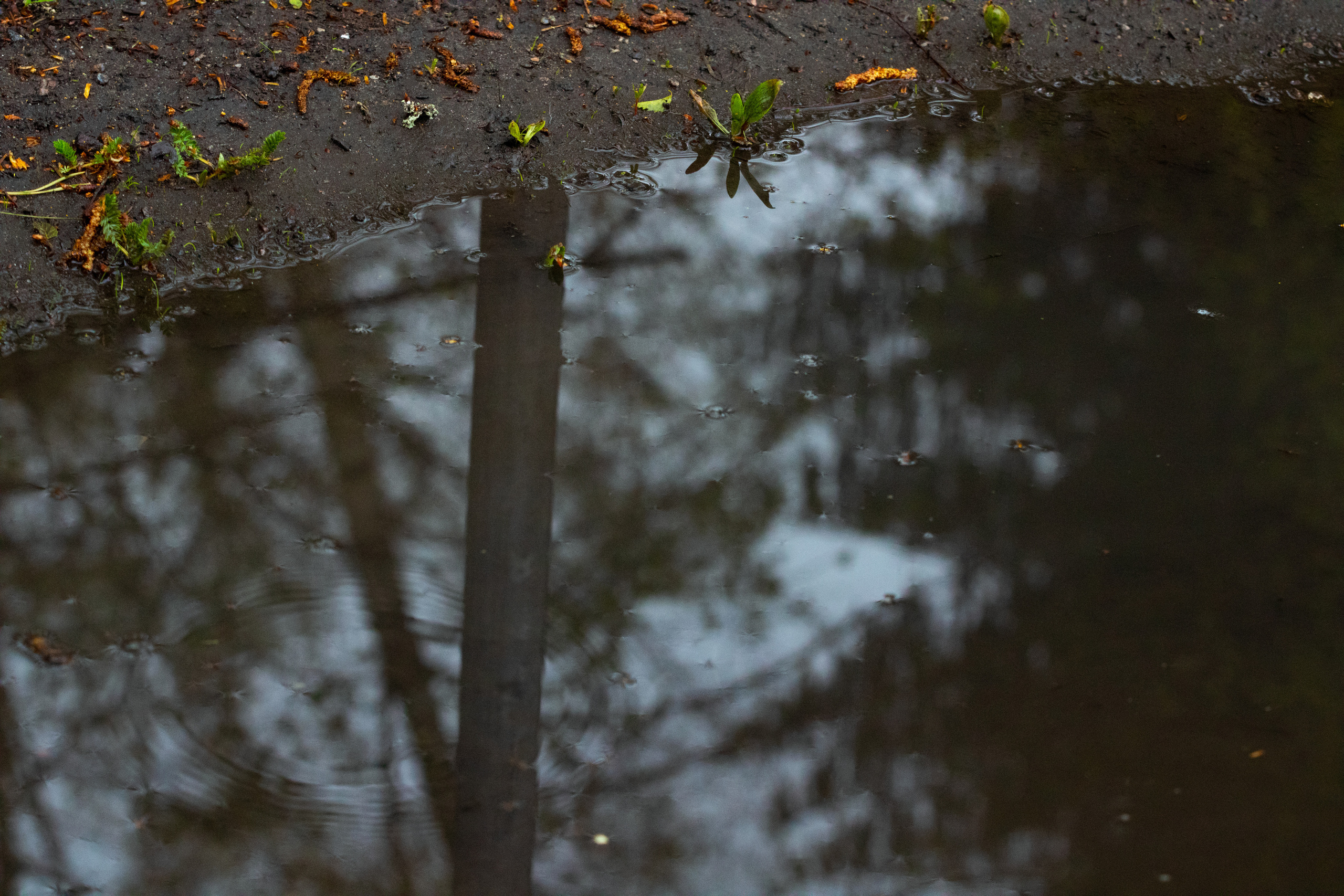 Möldre tee. Nebula 25 — Fotod teie hingele