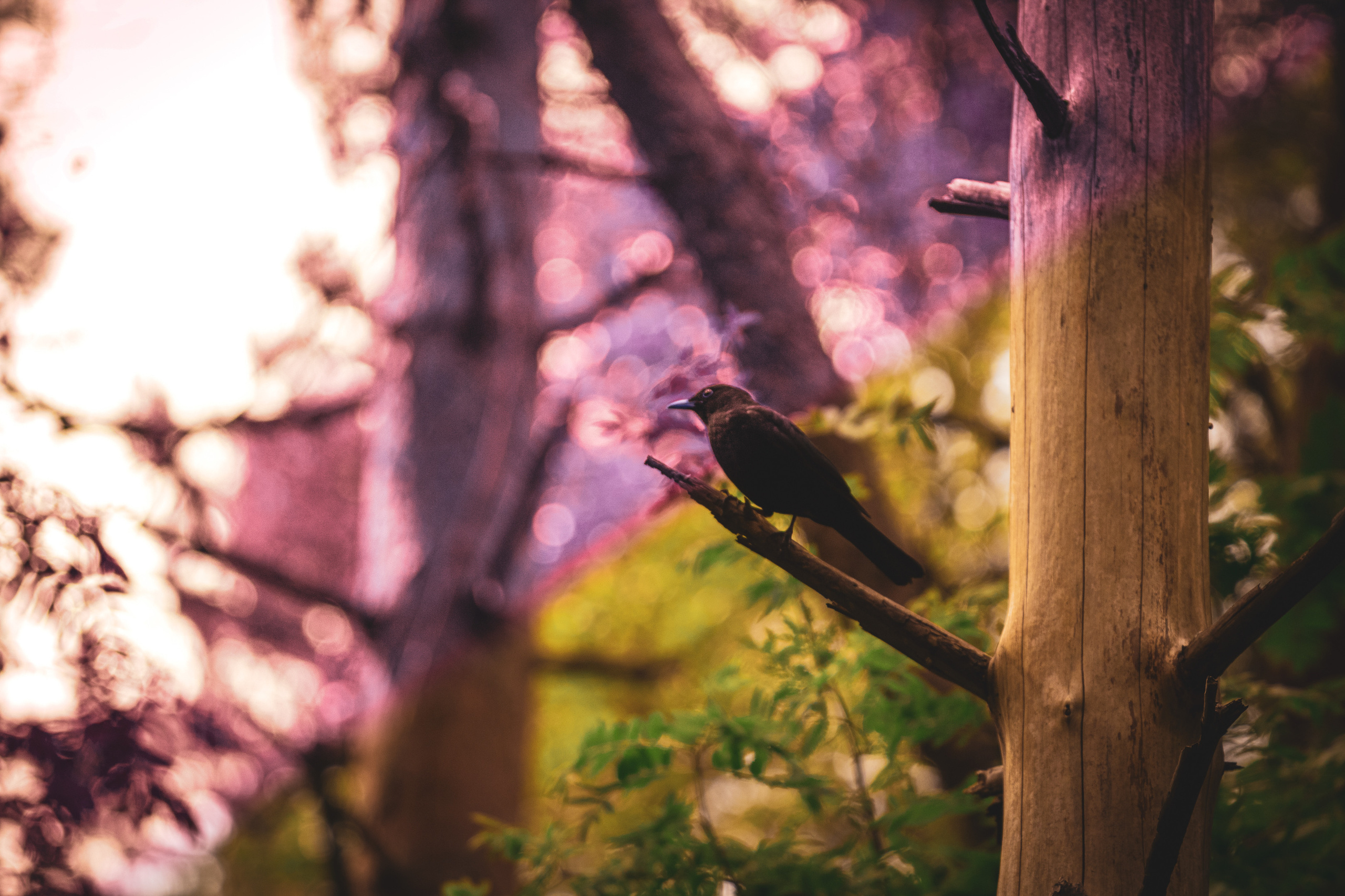 Värvide ja lillede ilu. Nebula 25 — Fotod teie hingele