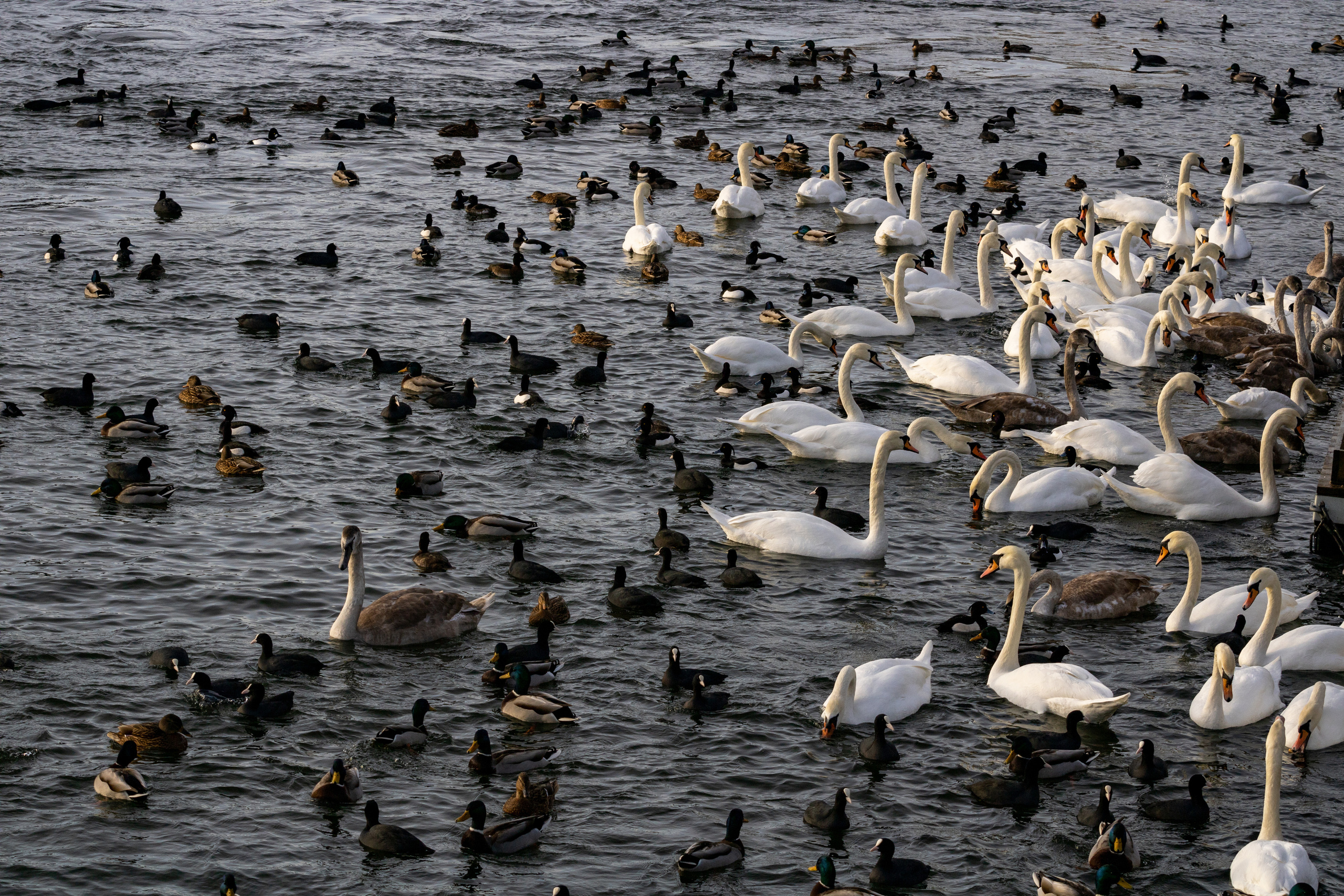 Rootsi reis. Nebula 25 — Fotod teie hingele