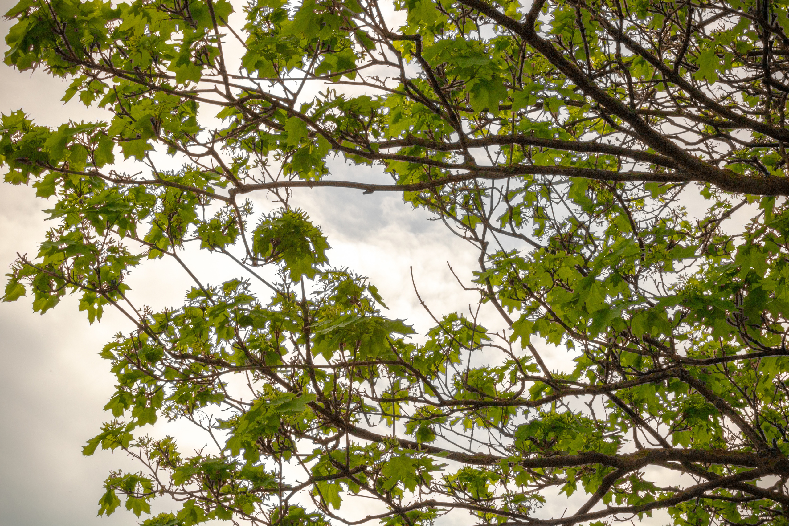Viadukti ümbrus (2020 a.). Nebula 25 — Fotod teie hingele