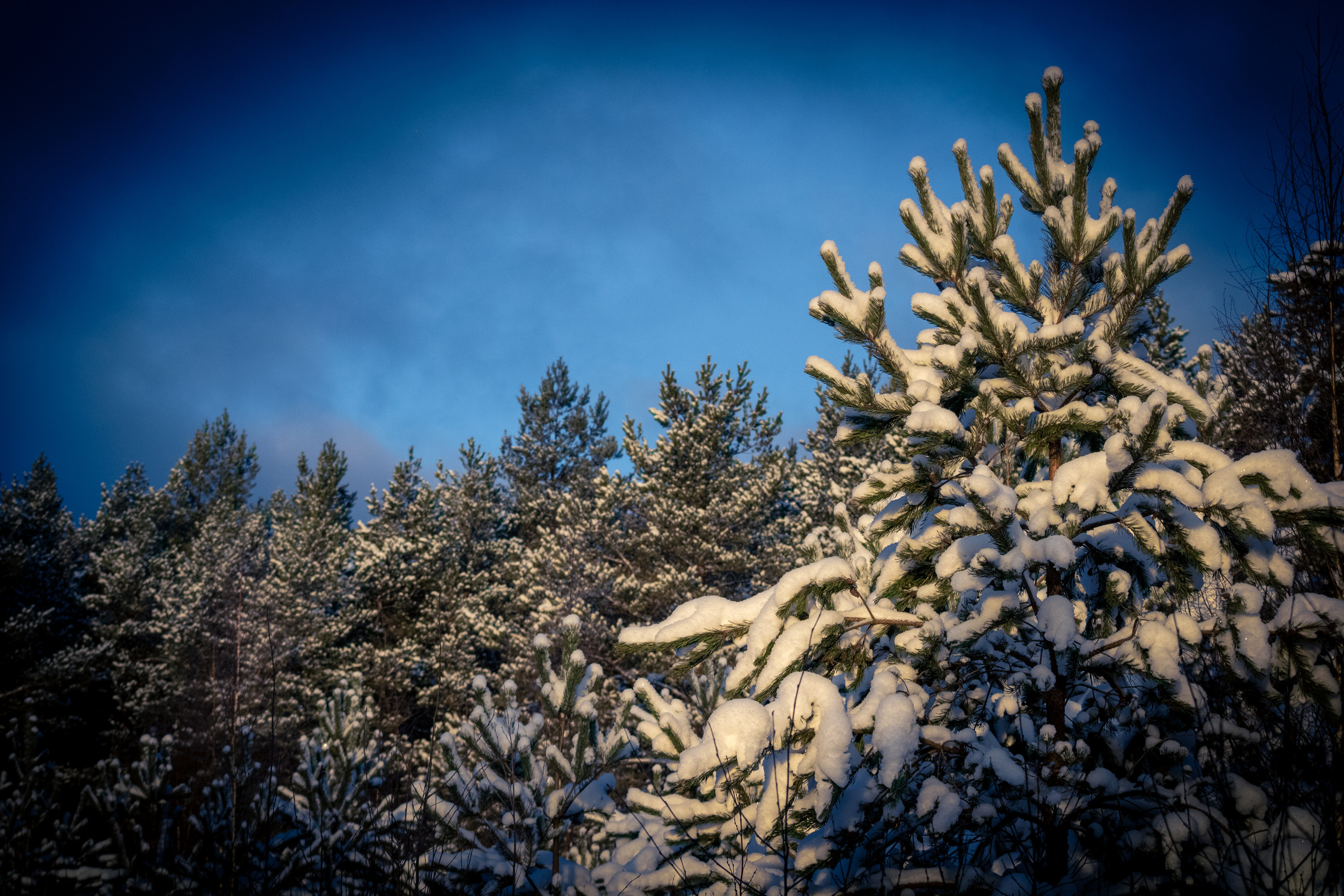 Talvine mets (2021 a.). Nebula 25 — Fotod teie hingele