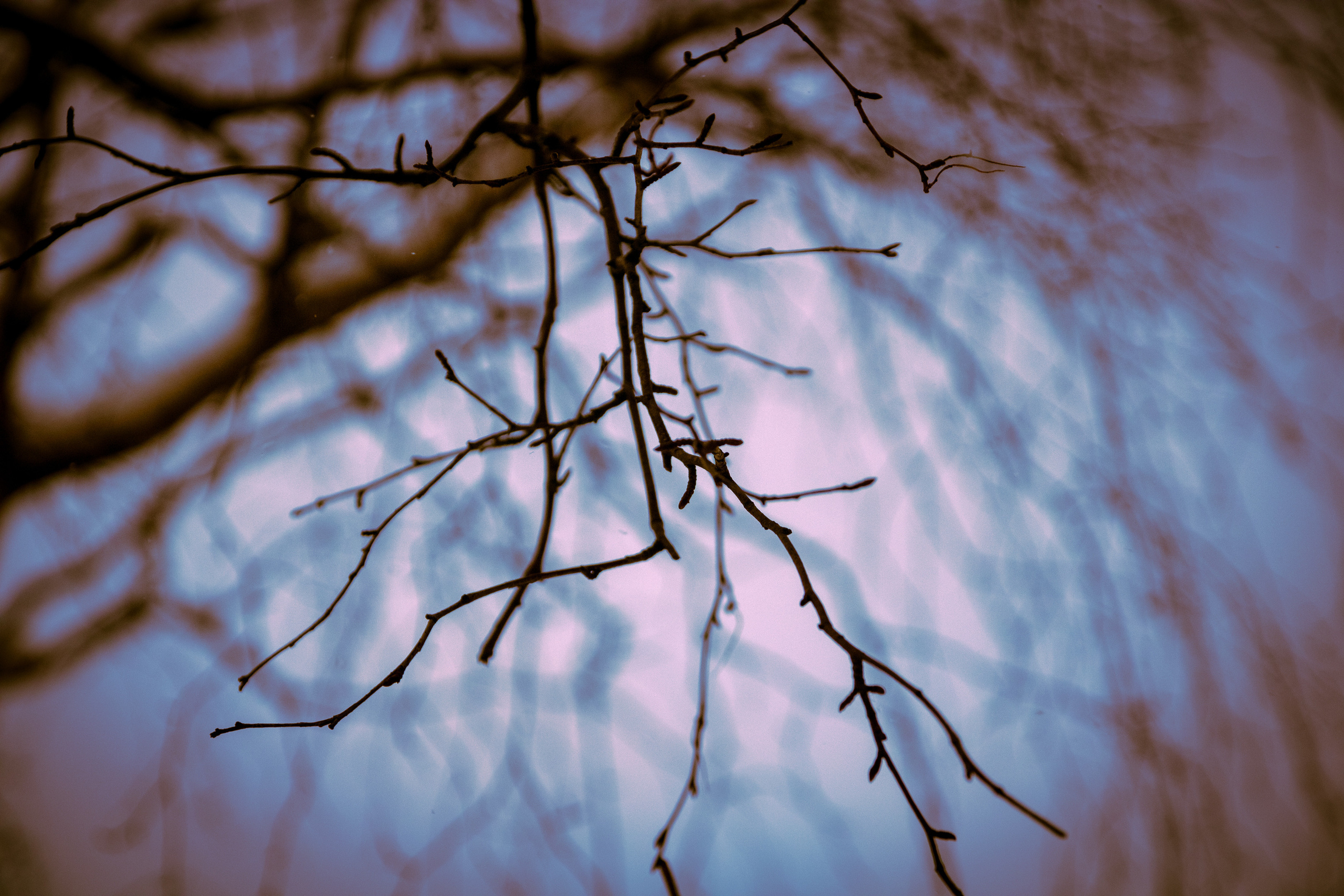 Talvine mets (2021 a.). Nebula 25 — Fotod teie hingele