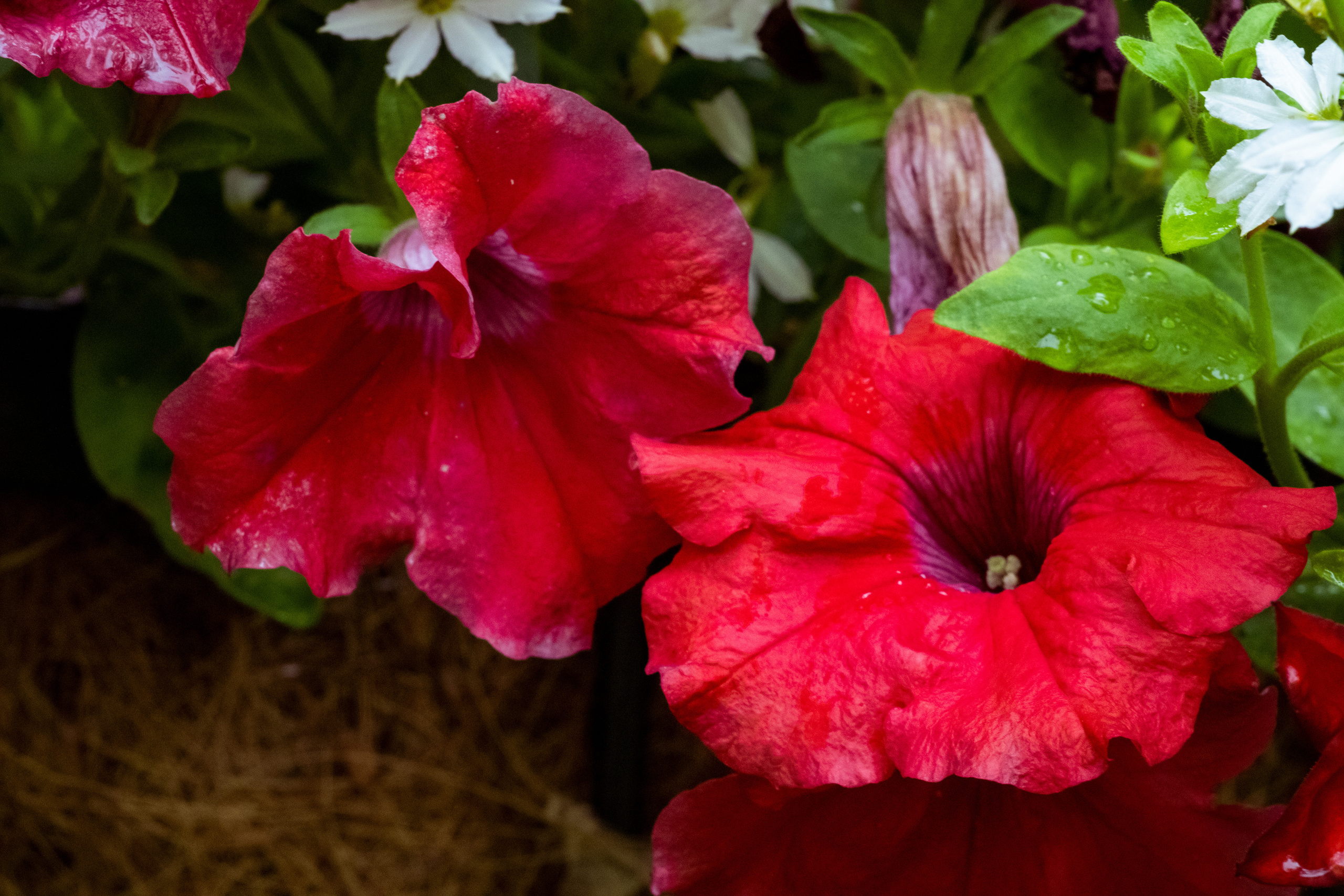 Peipsi järv (lilled). Nebula 25 — Fotod teie hingele