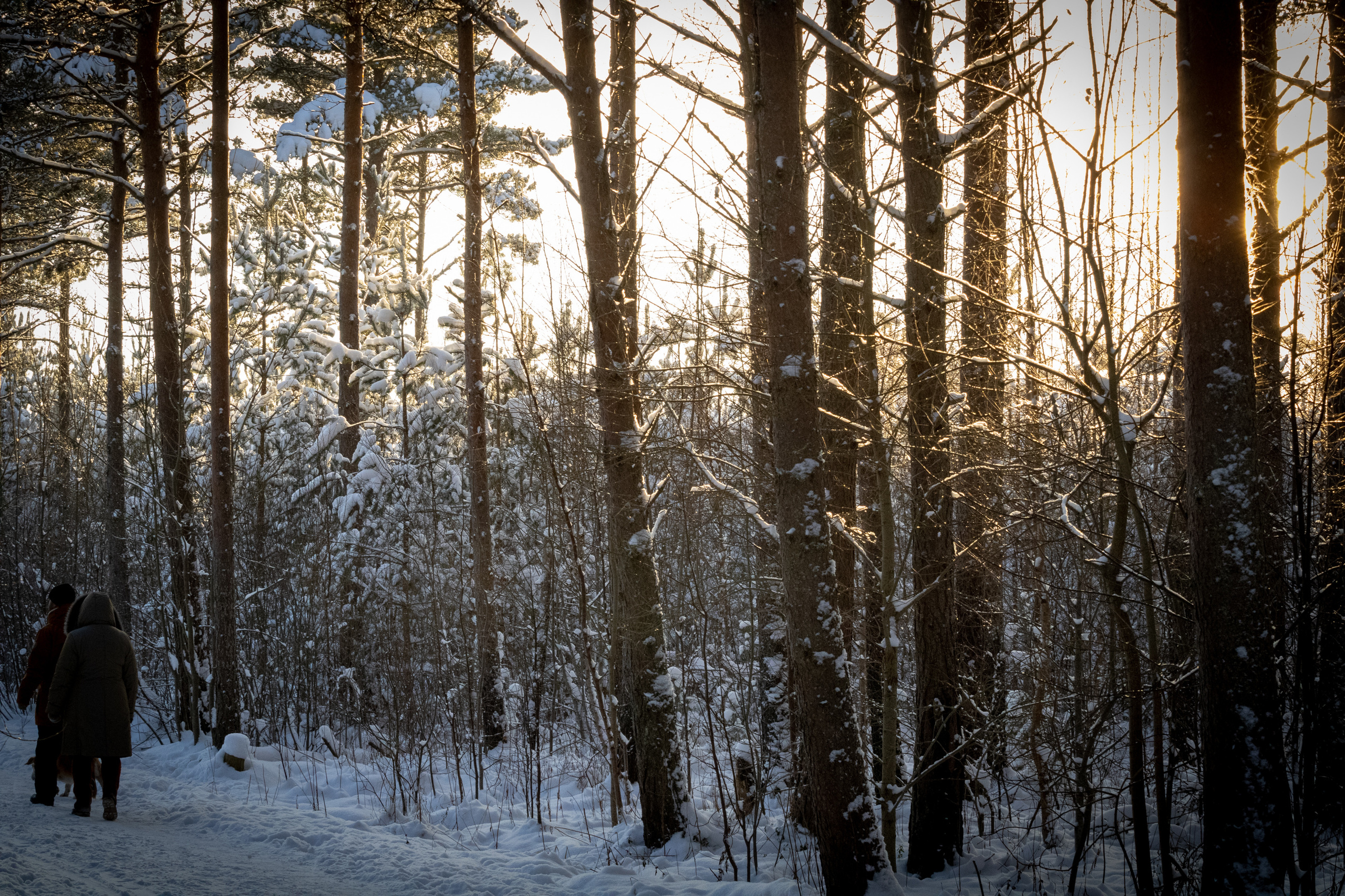 Talvine mets (2021 a.). Nebula 25 — Fotod teie hingele