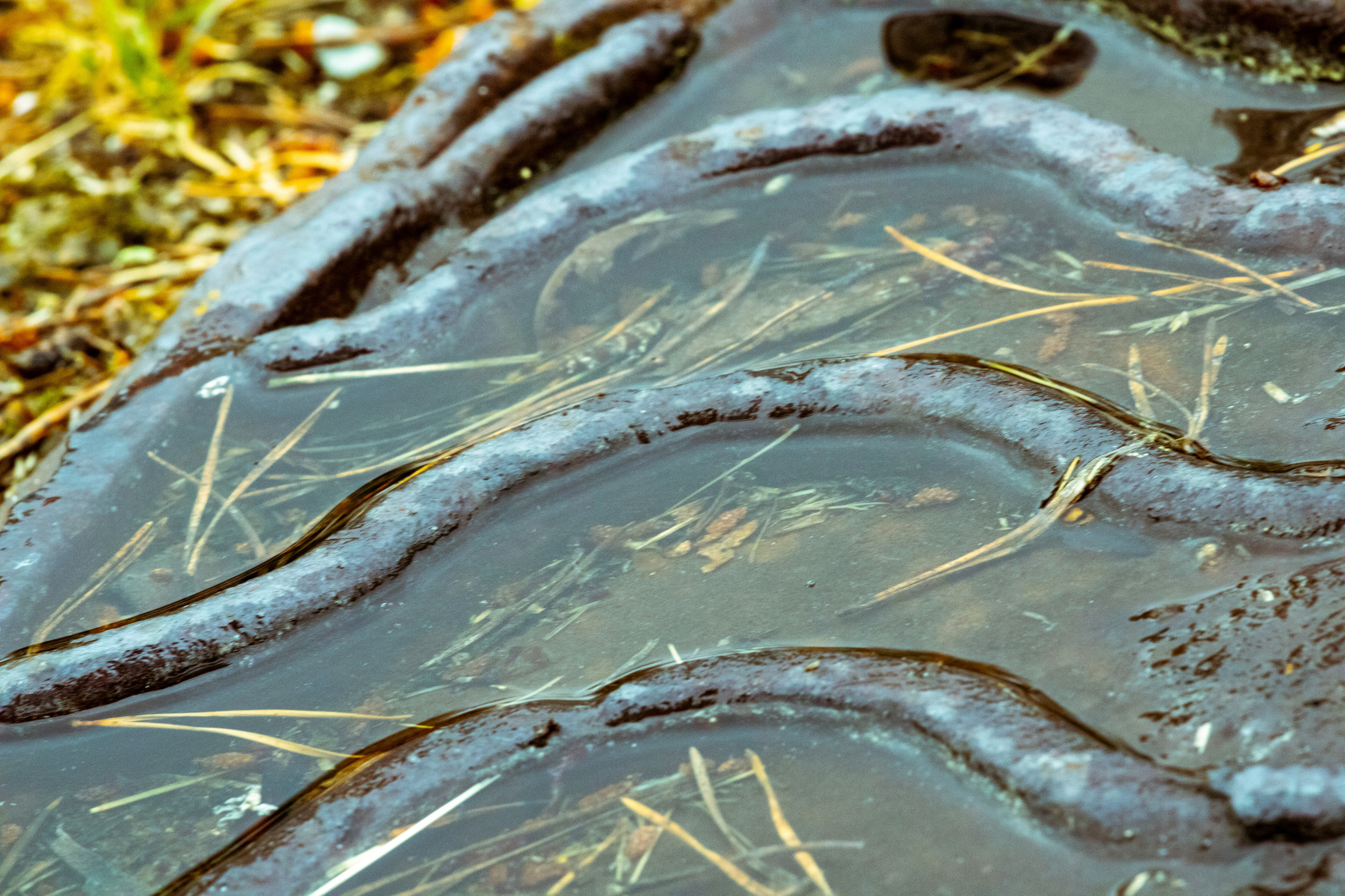 Peipsi järv (lilled). Nebula 25 — Fotod teie hingele