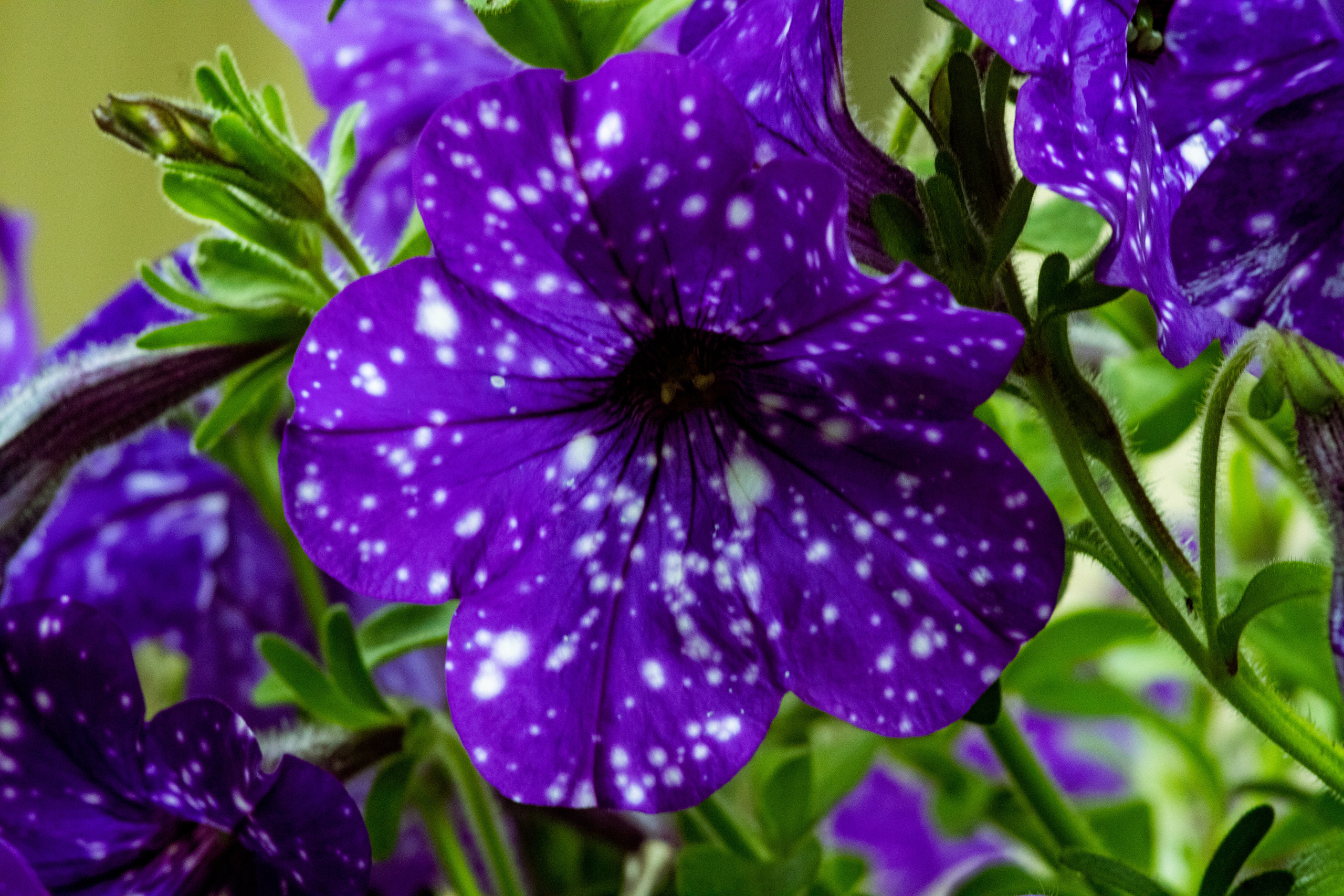 Peipsi järv (lilled). Nebula 25 — Fotod teie hingele