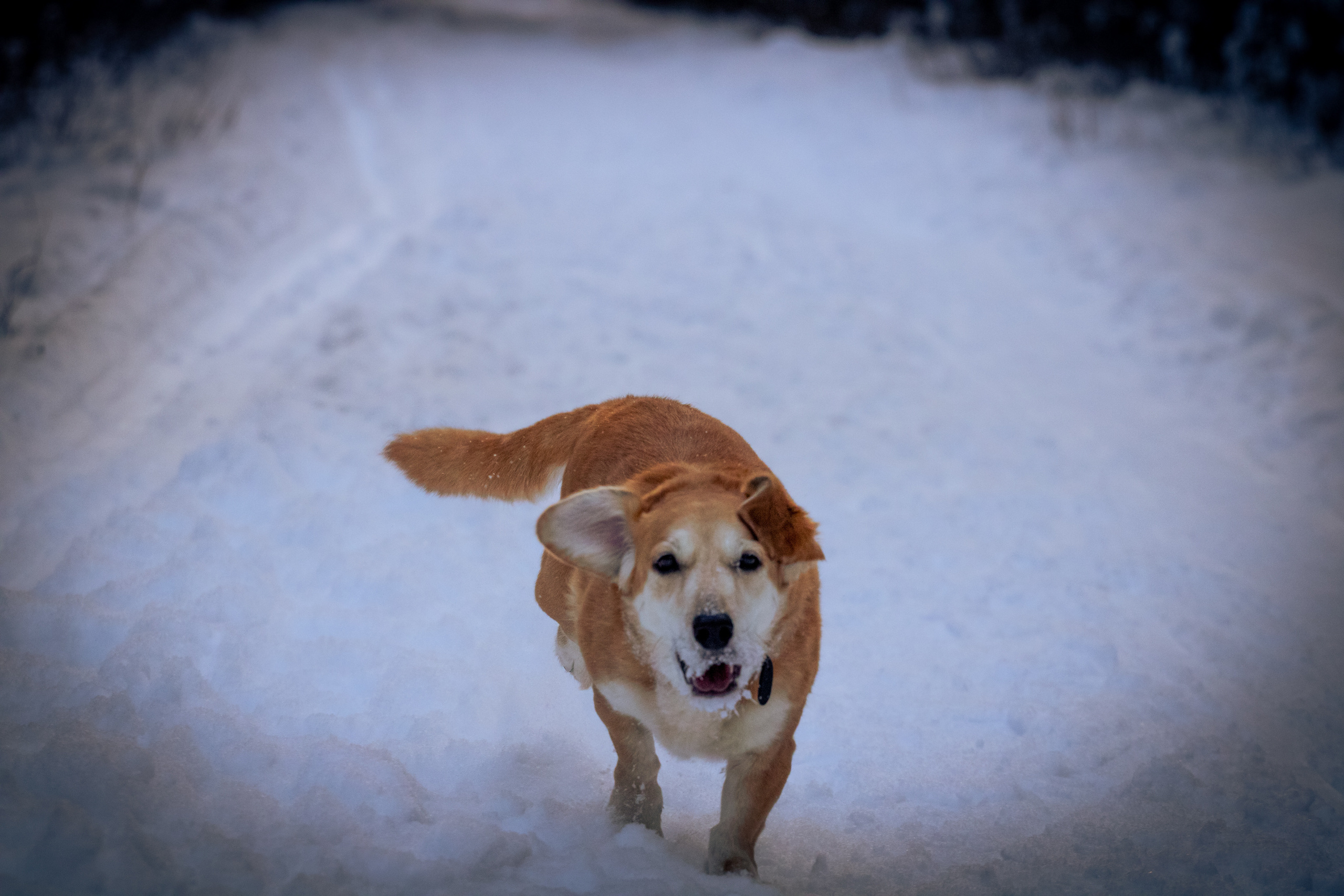 Talvine mets (2021 a.). Nebula 25 — Fotod teie hingele