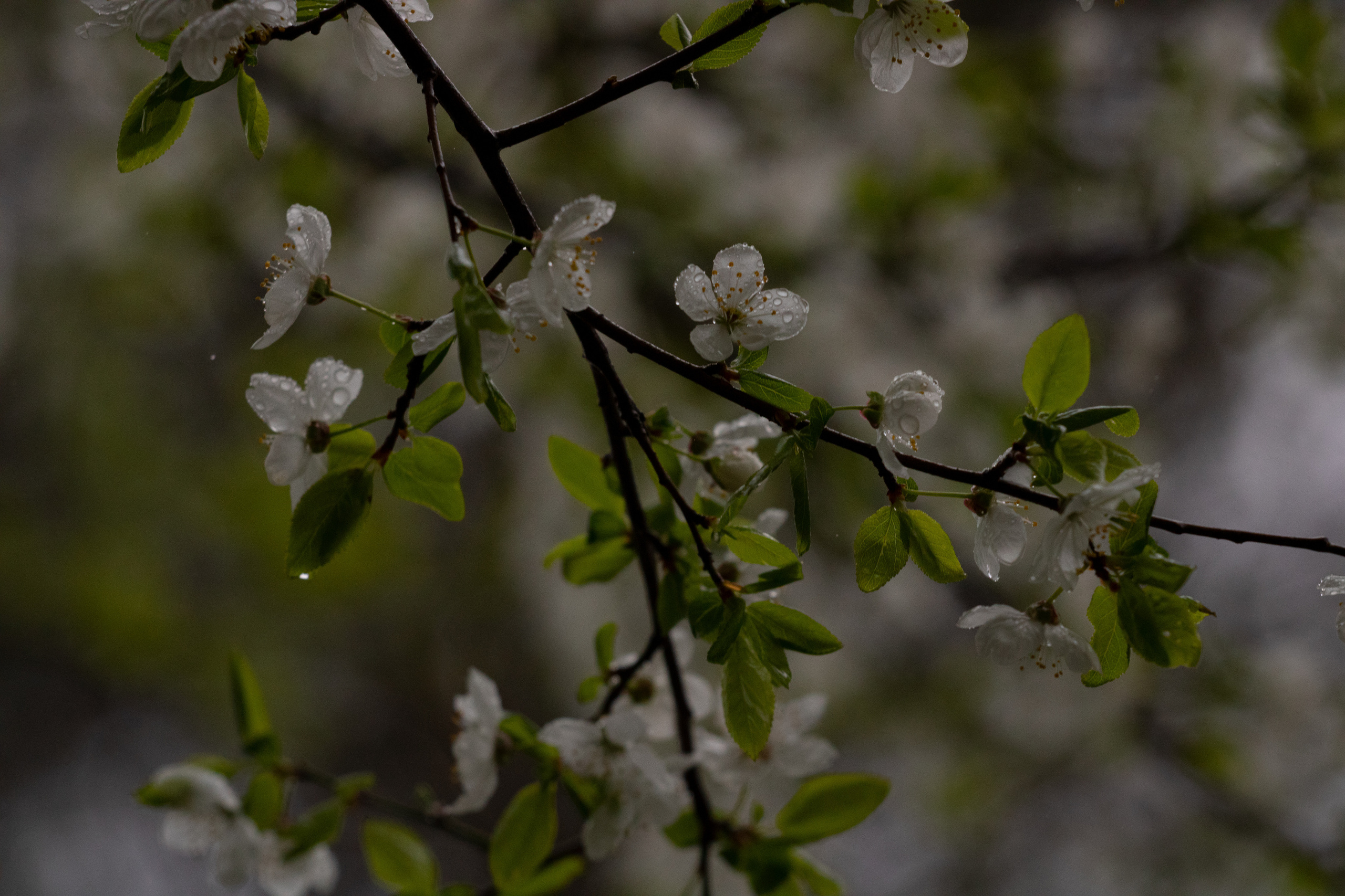Möldre tee. Nebula 25 — Fotod teie hingele