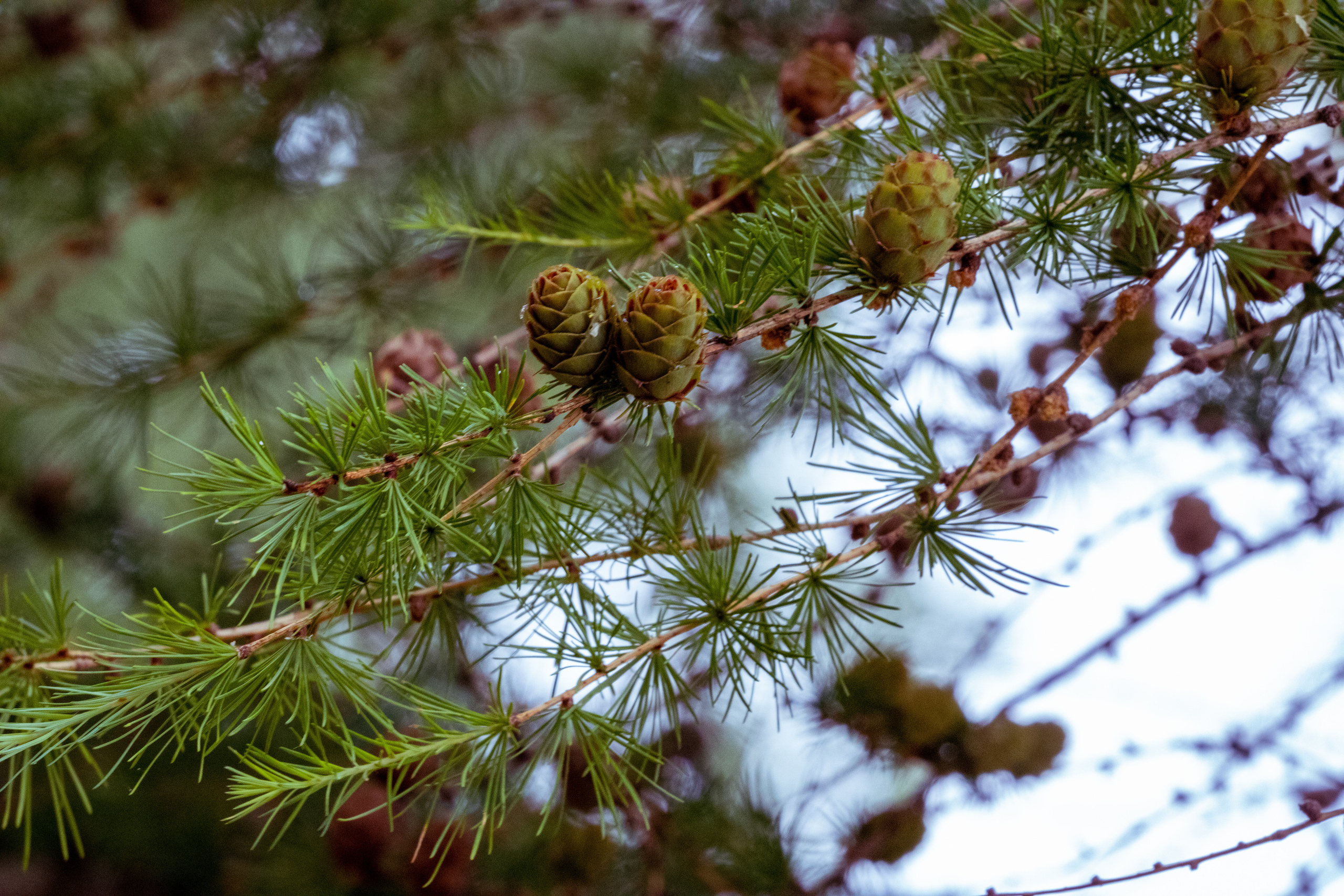 Peipsi järv (lilled). Nebula 25 — Fotod teie hingele