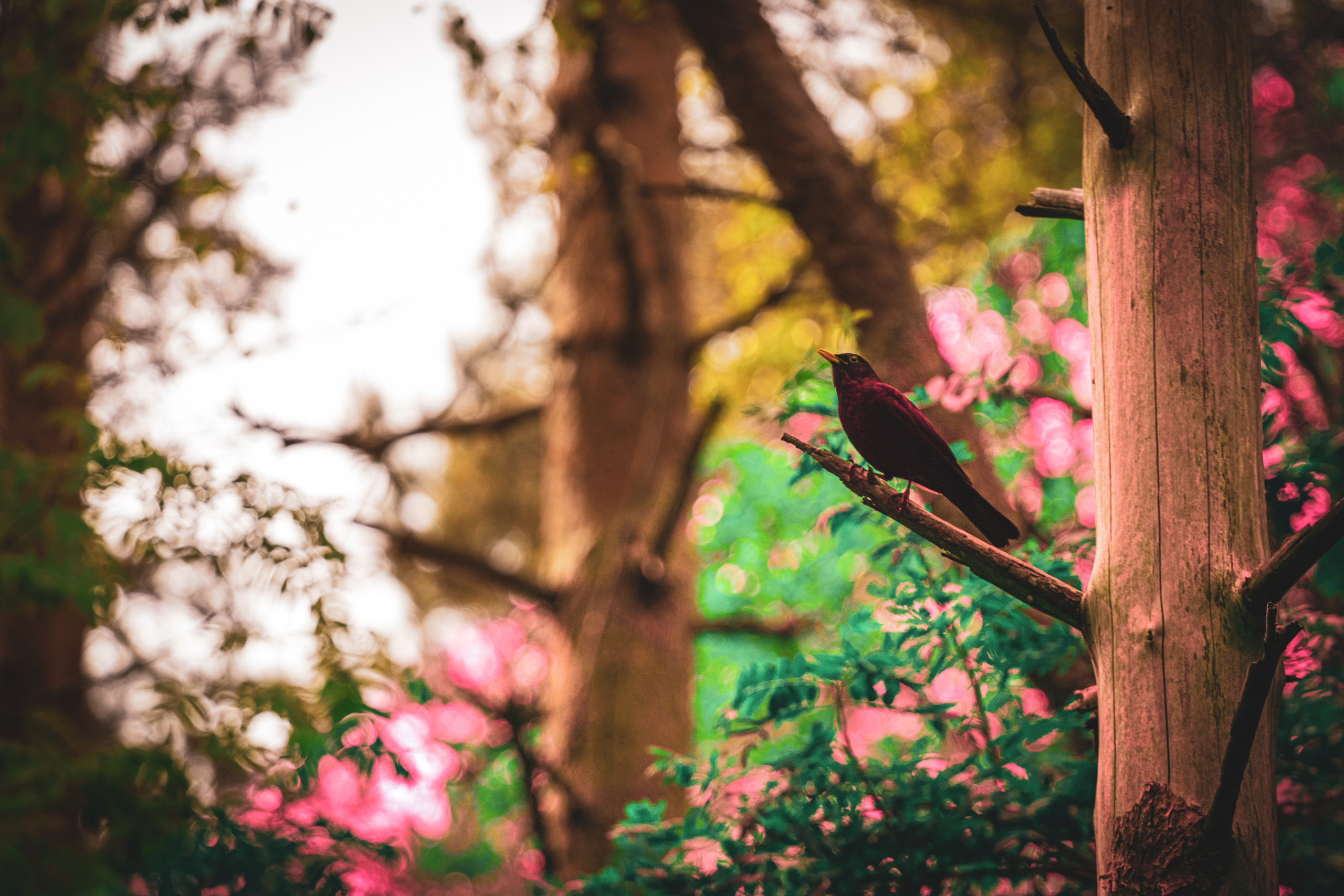 Värvide ja lillede ilu. Nebula 25 — Fotod teie hingele