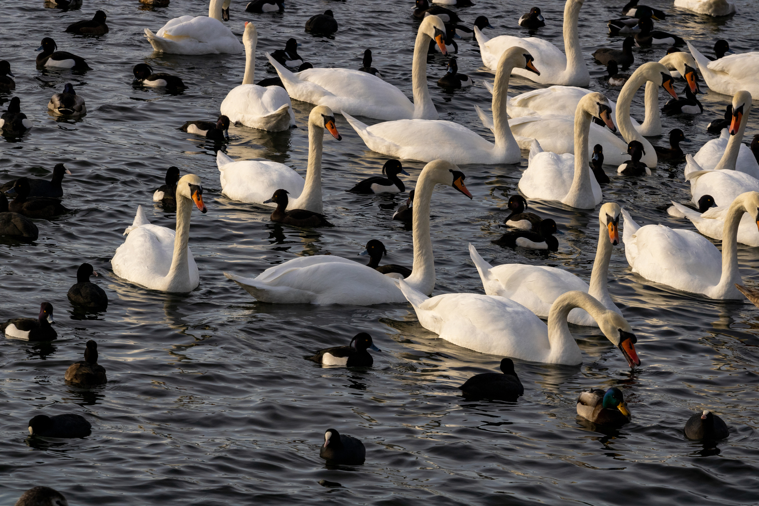Rootsi reis. Nebula 25 — Fotod teie hingele