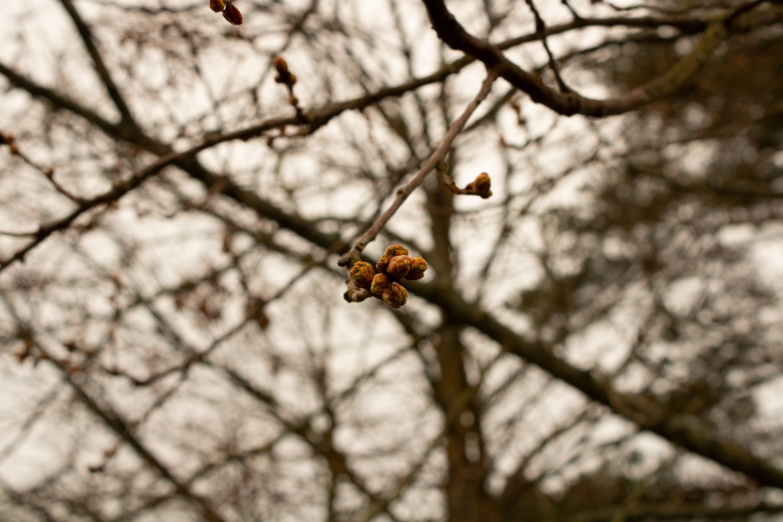 Möldre tee. Nebula 25 — Fotod teie hingele