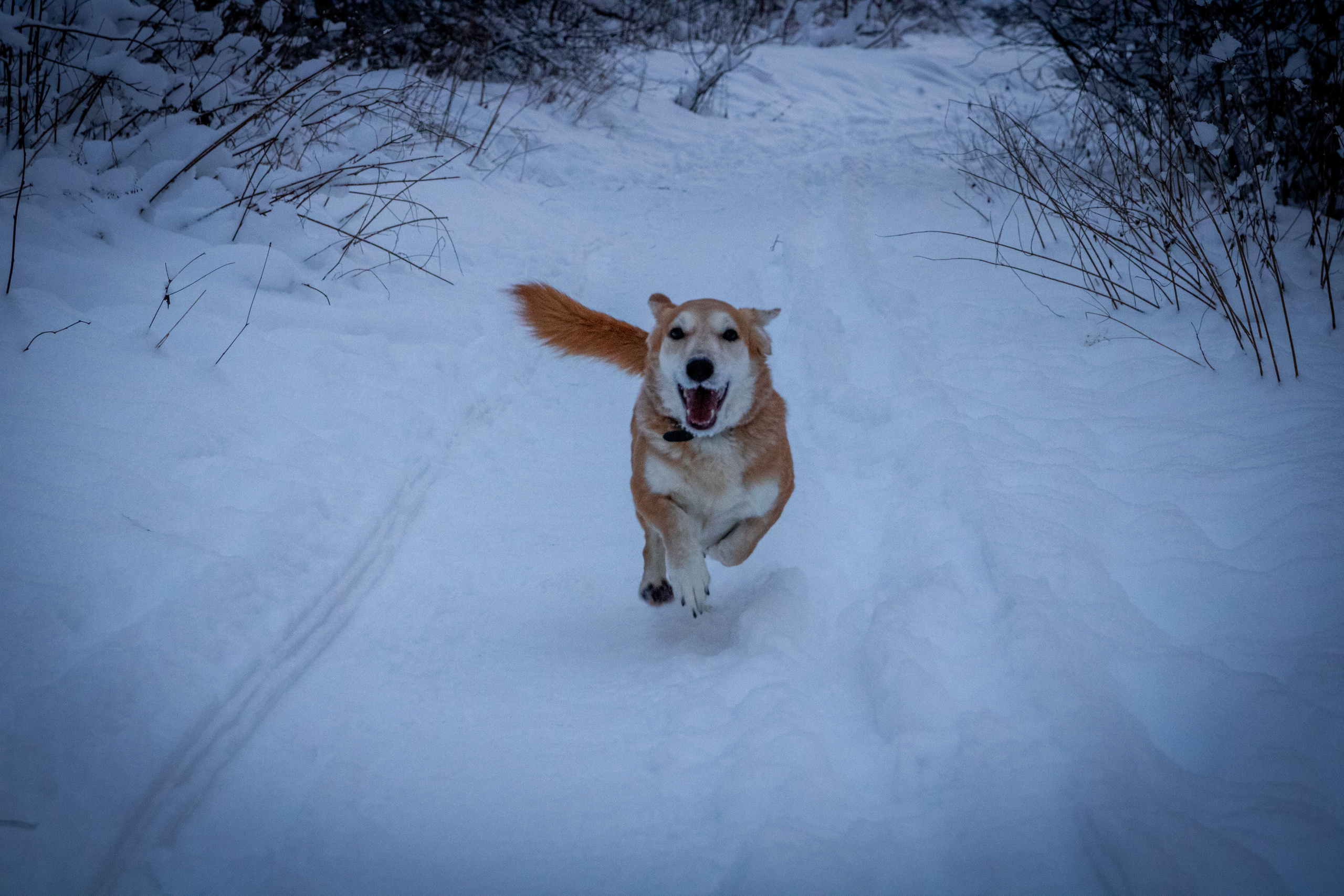 Talvine mets (2021 a.). Nebula 25 — Fotod teie hingele