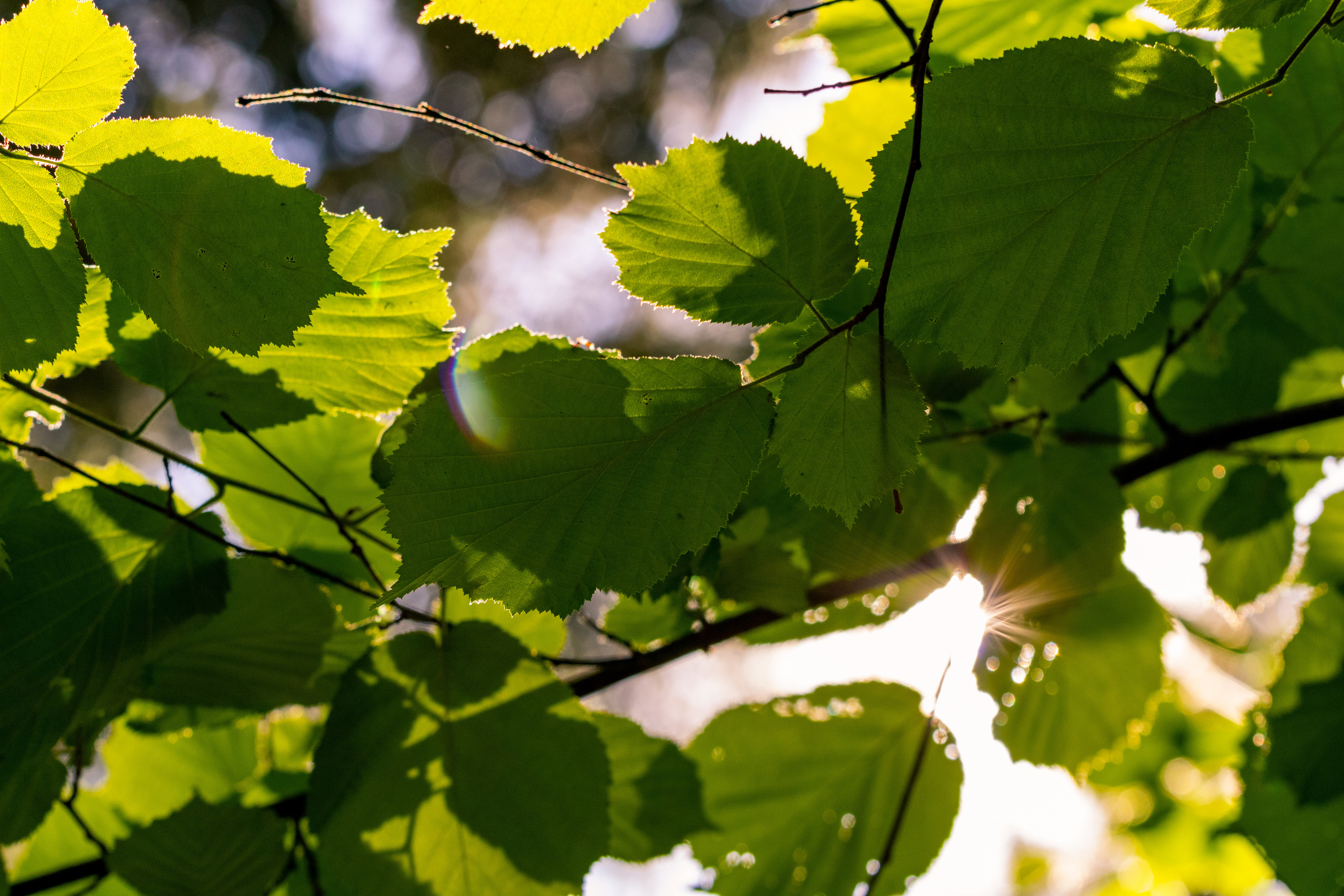 Peipsi järv (Taevaskoja)