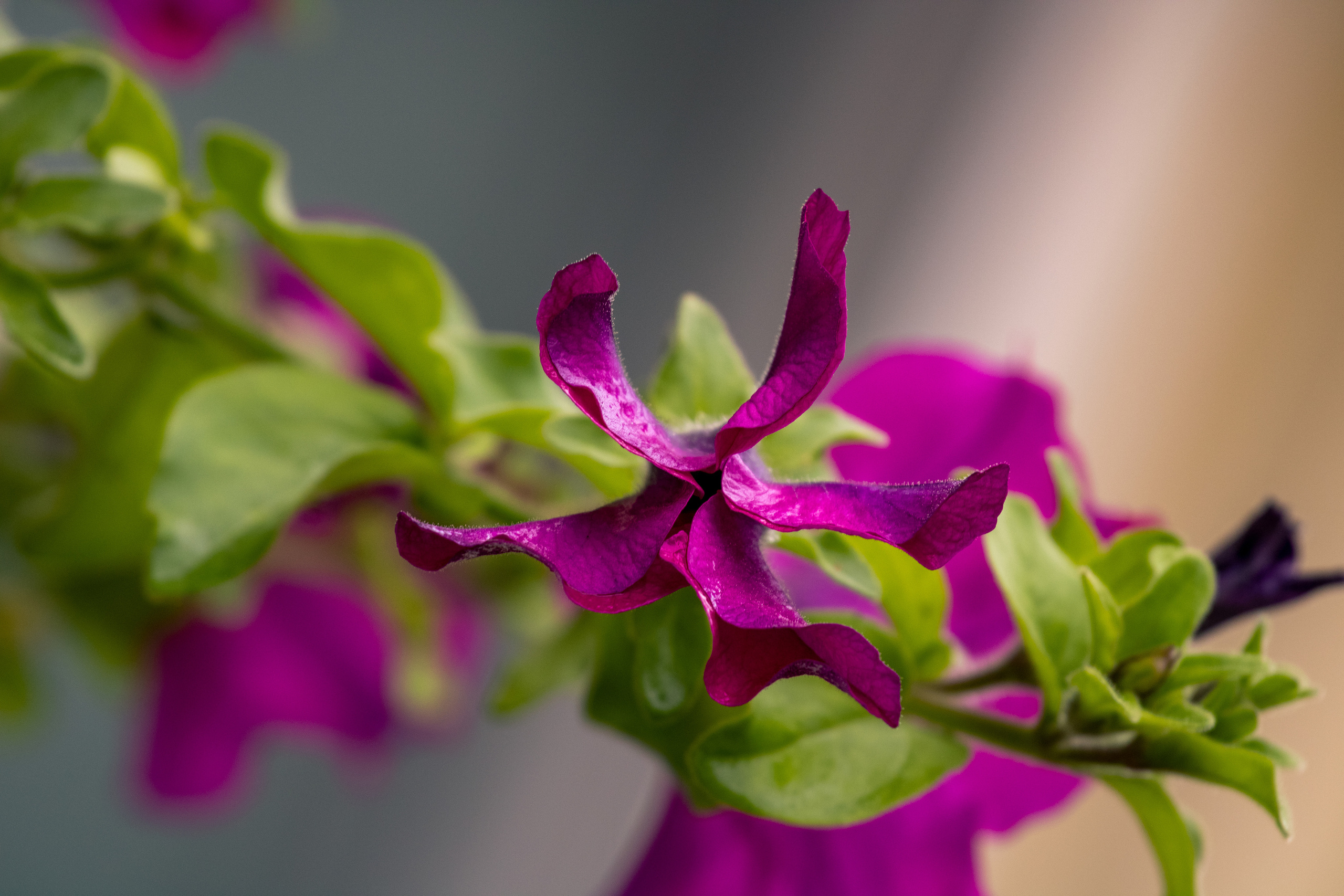 Peipsi järv (lilled). Nebula 25 — Fotod teie hingele