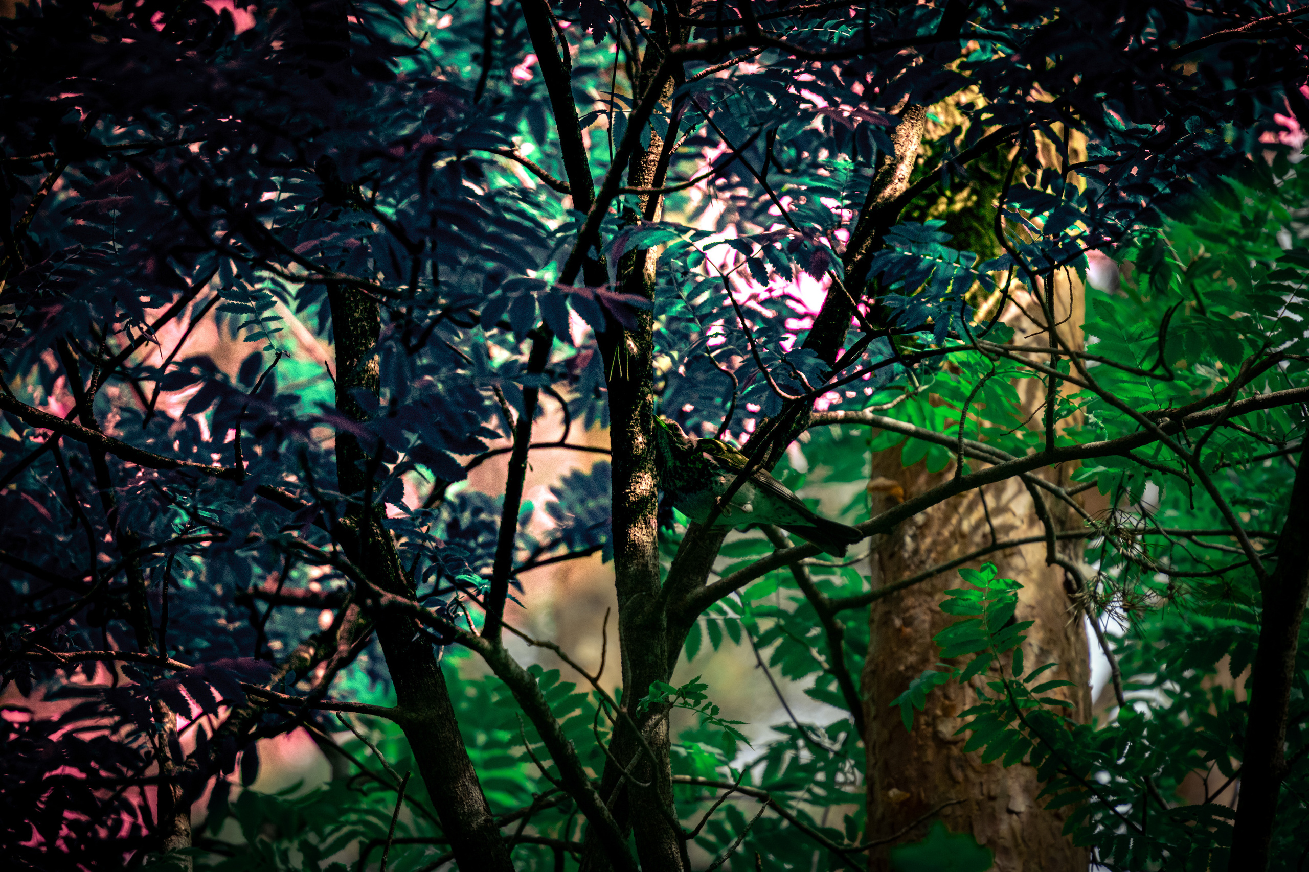 Värvide ja lillede ilu. Nebula 25 — Fotod teie hingele