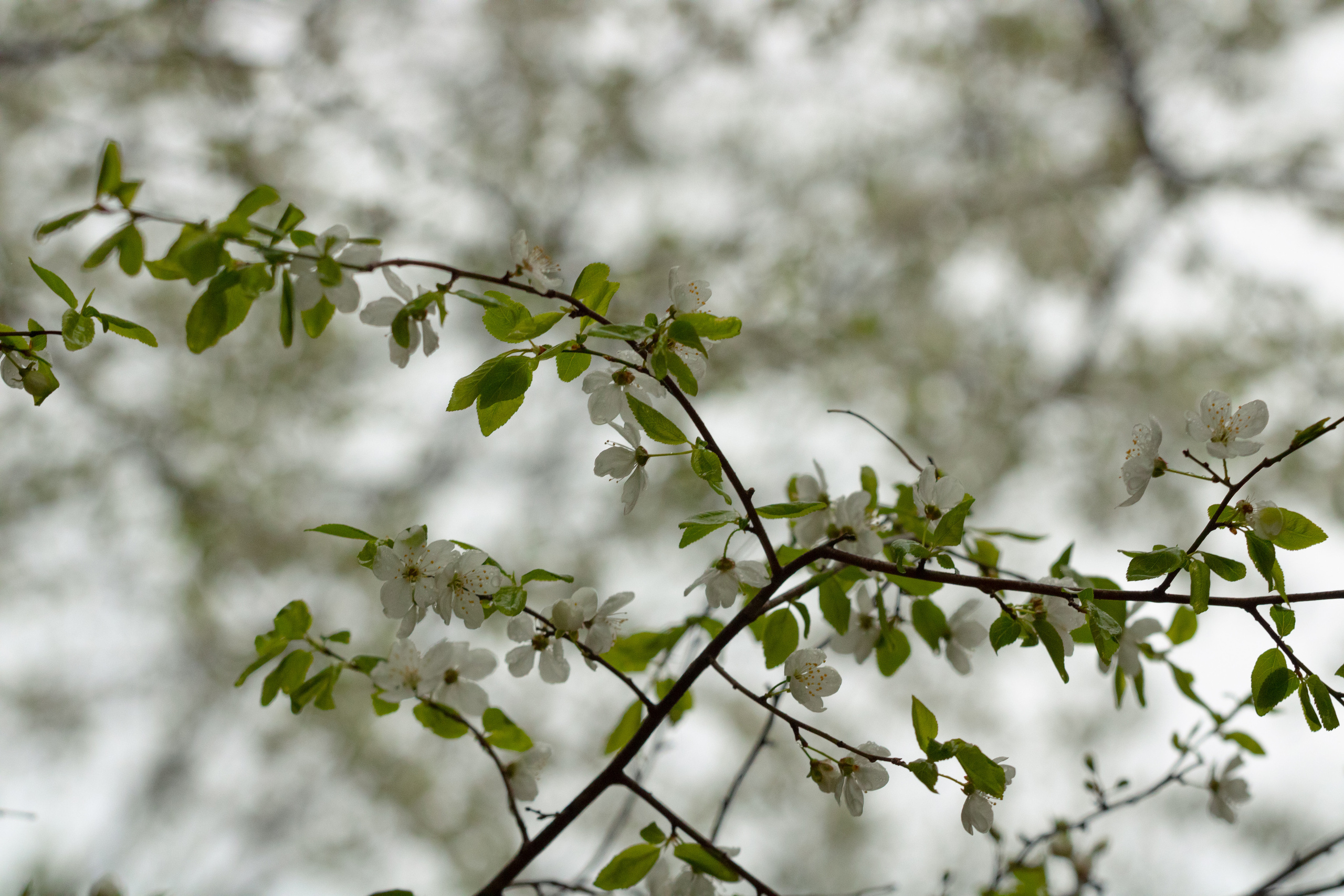 Möldre tee. Nebula 25 — Fotod teie hingele