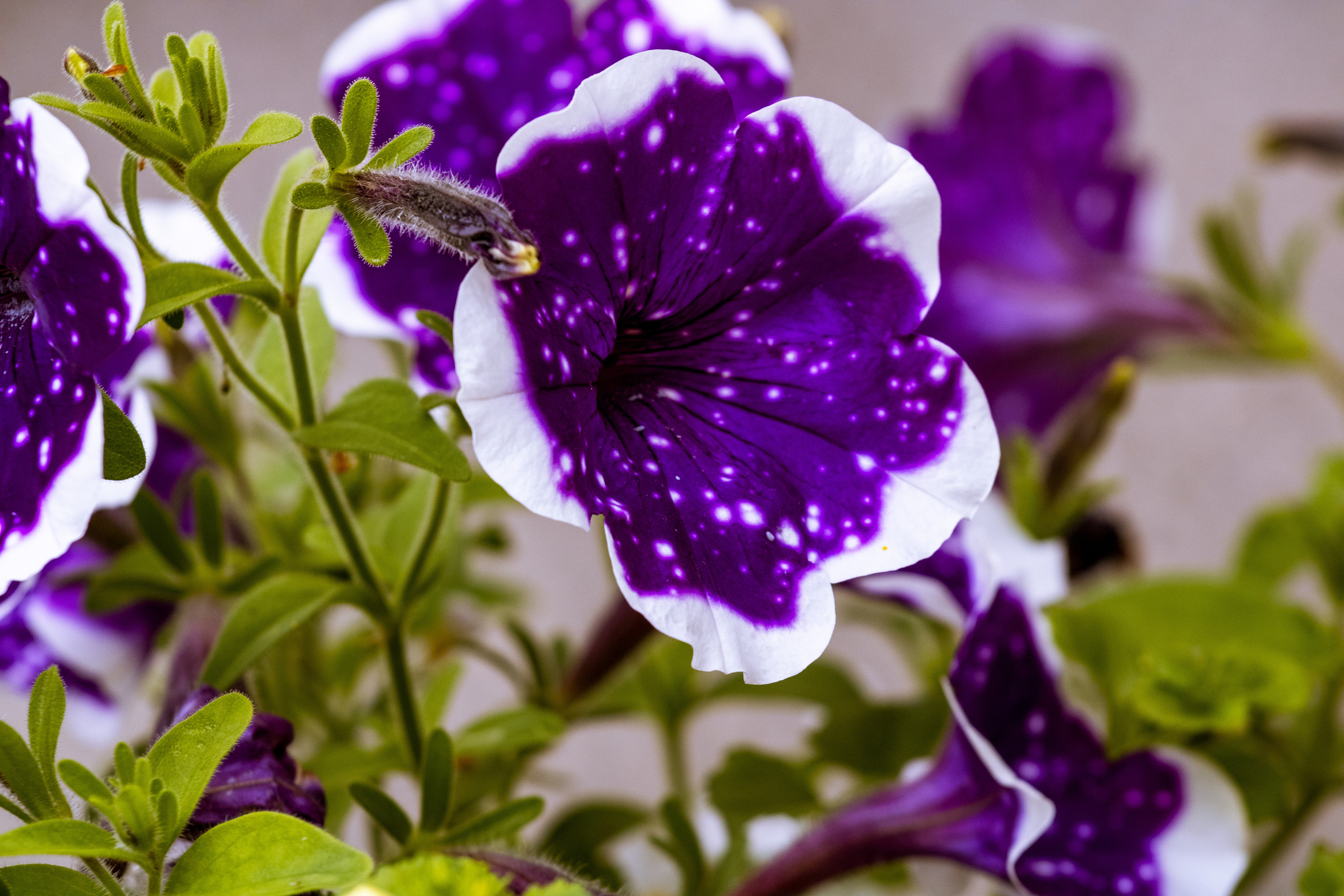 Peipsi järv (lilled). Nebula 25 — Fotod teie hingele
