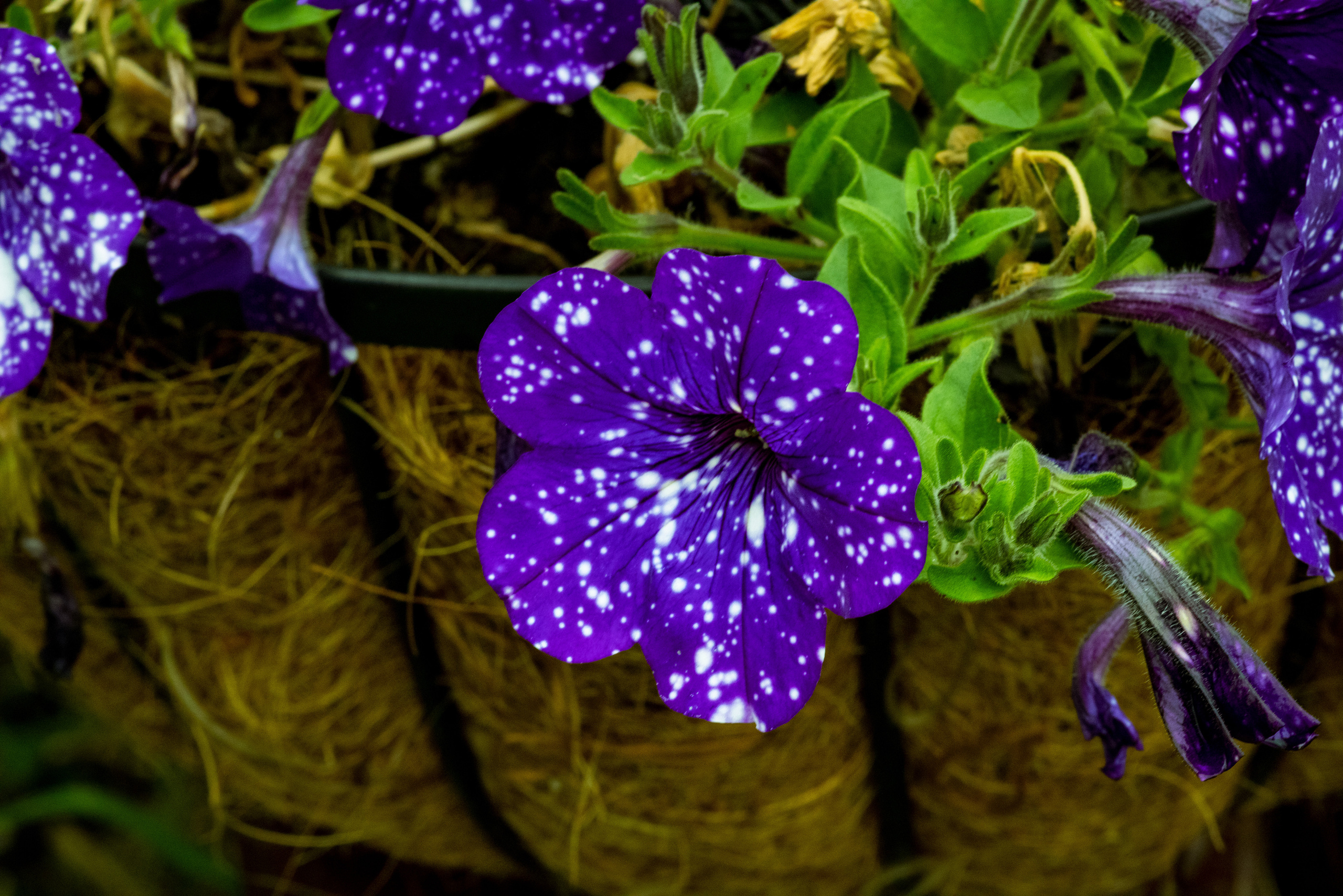 Peipsi järv (lilled). Nebula 25 — Fotod teie hingele