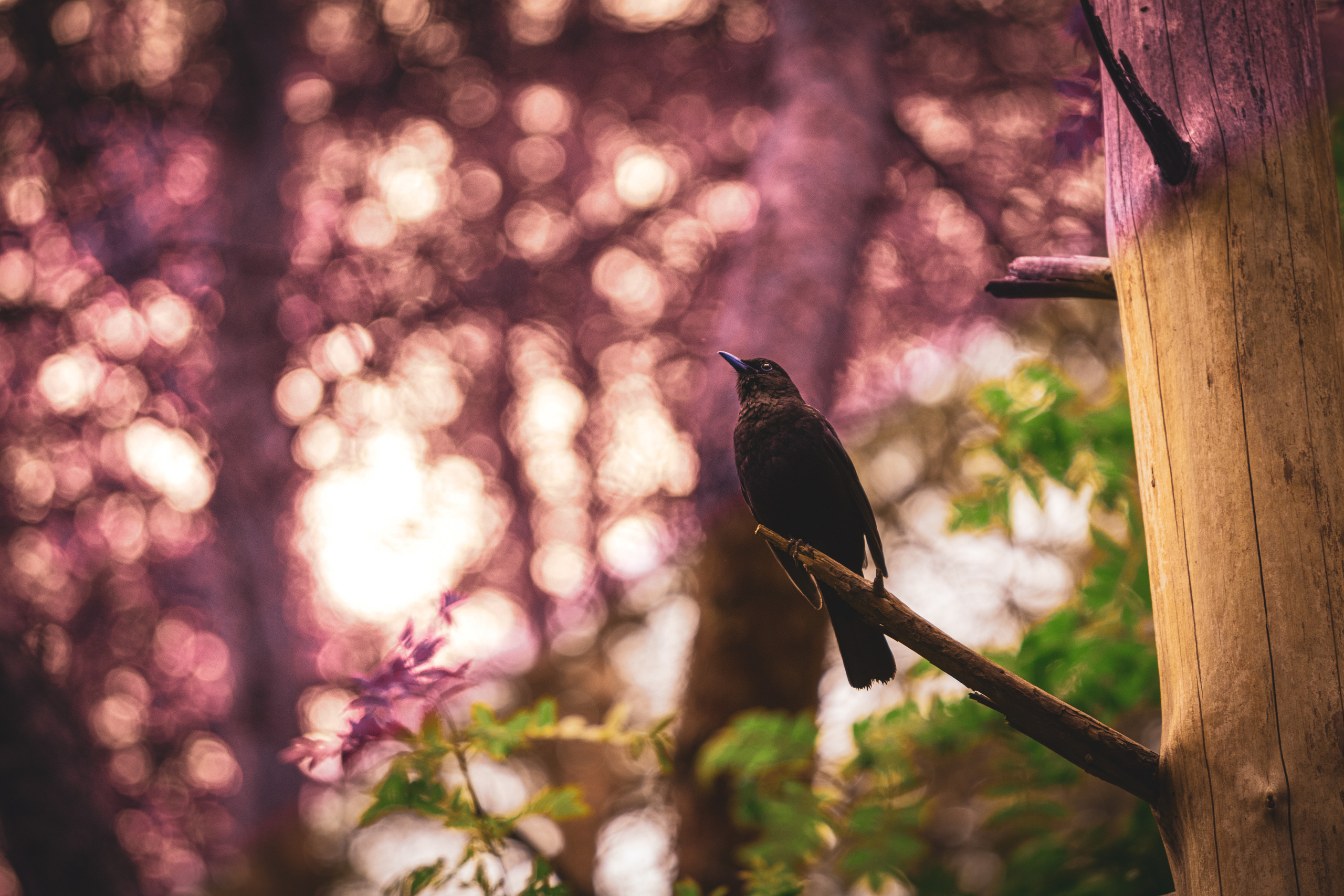Värvide ja lillede ilu. Nebula 25 — Fotod teie hingele